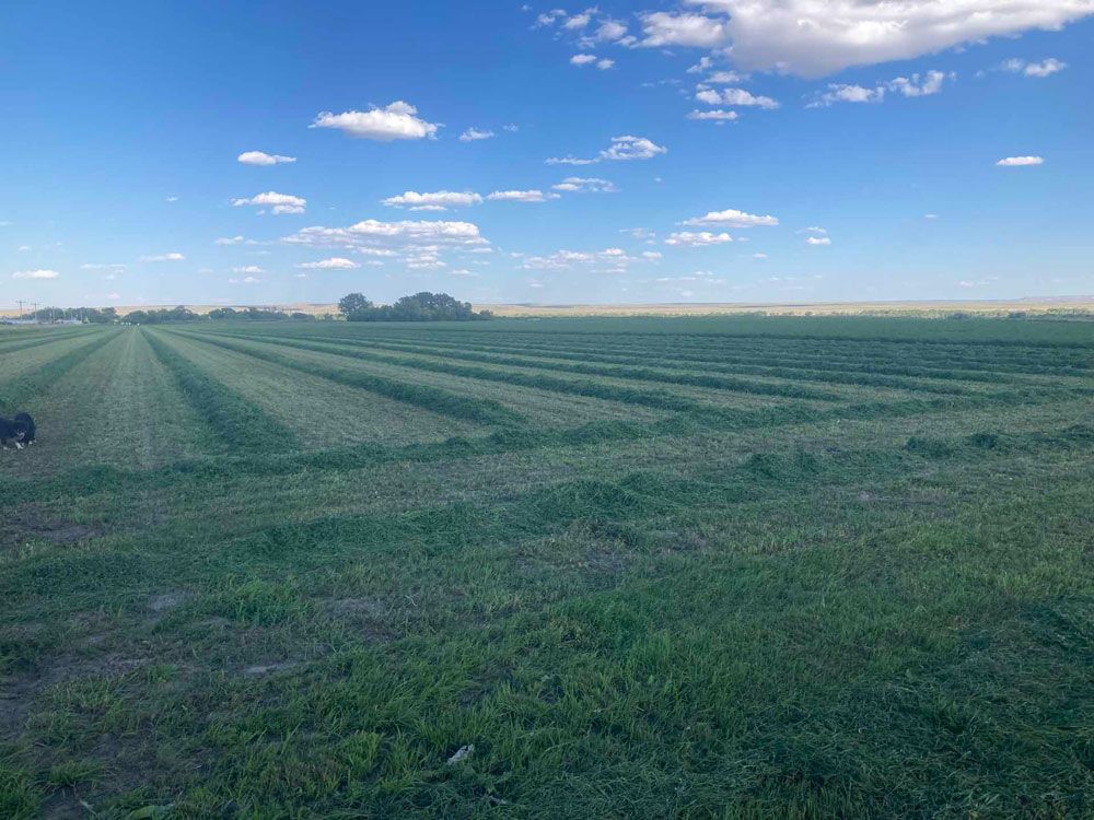 alfalfa-hay-grower
