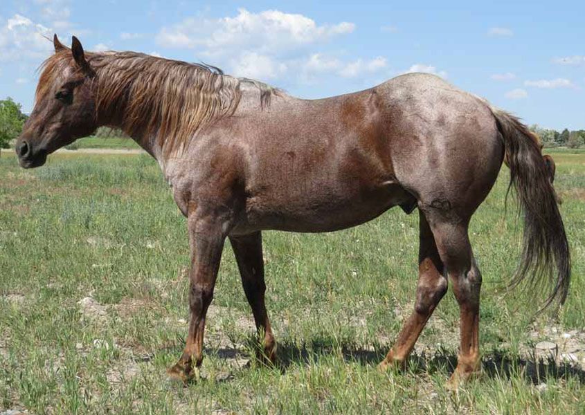 good-times-too-stallion-stud