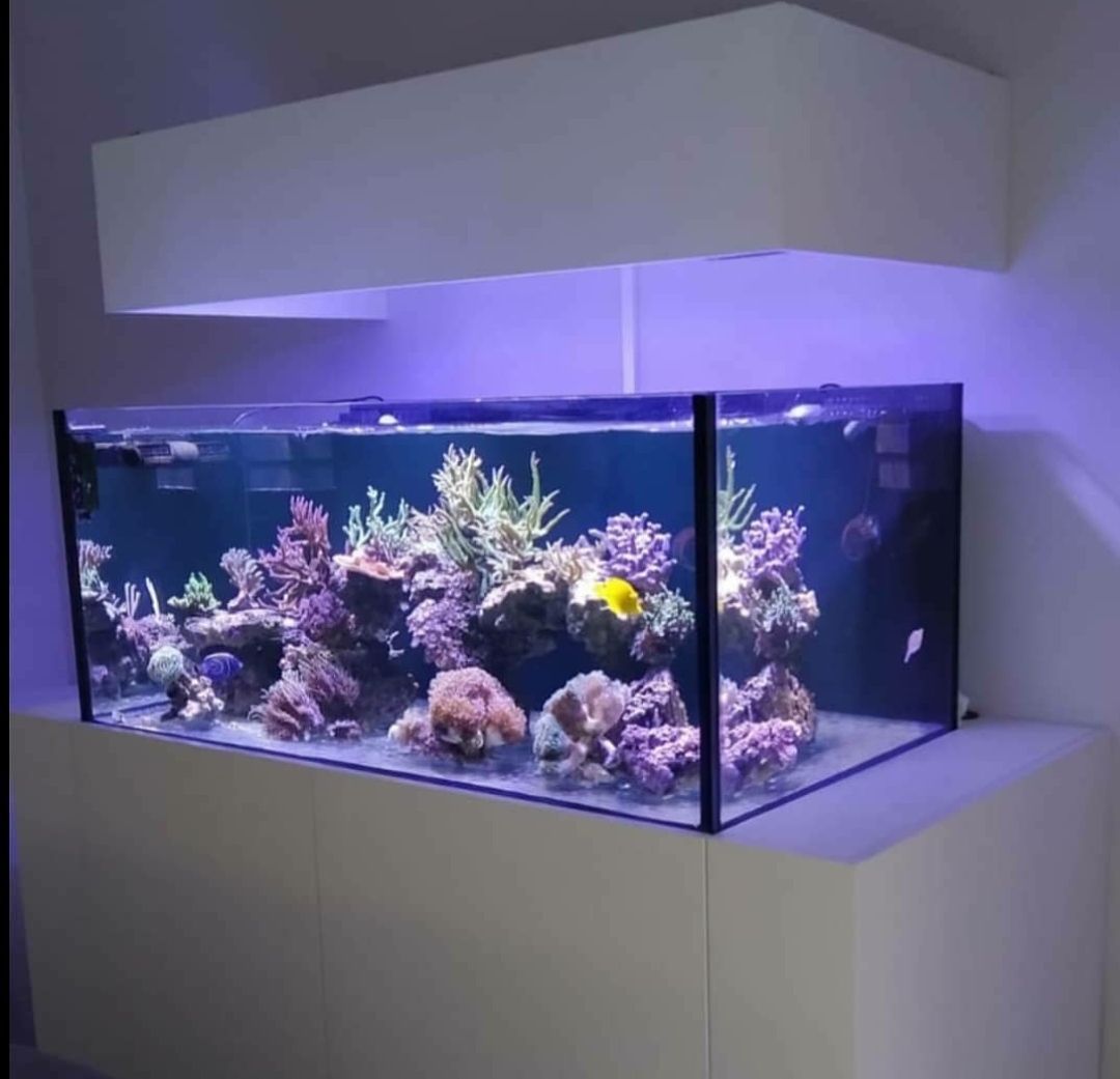 ACQUARI D'ACQUA DOLCE