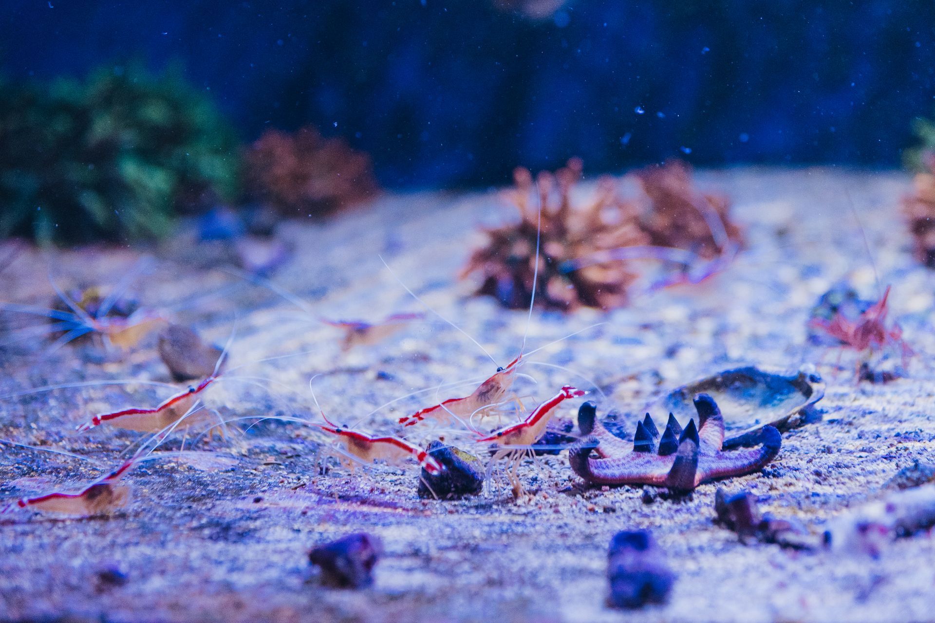 mangime per acquario