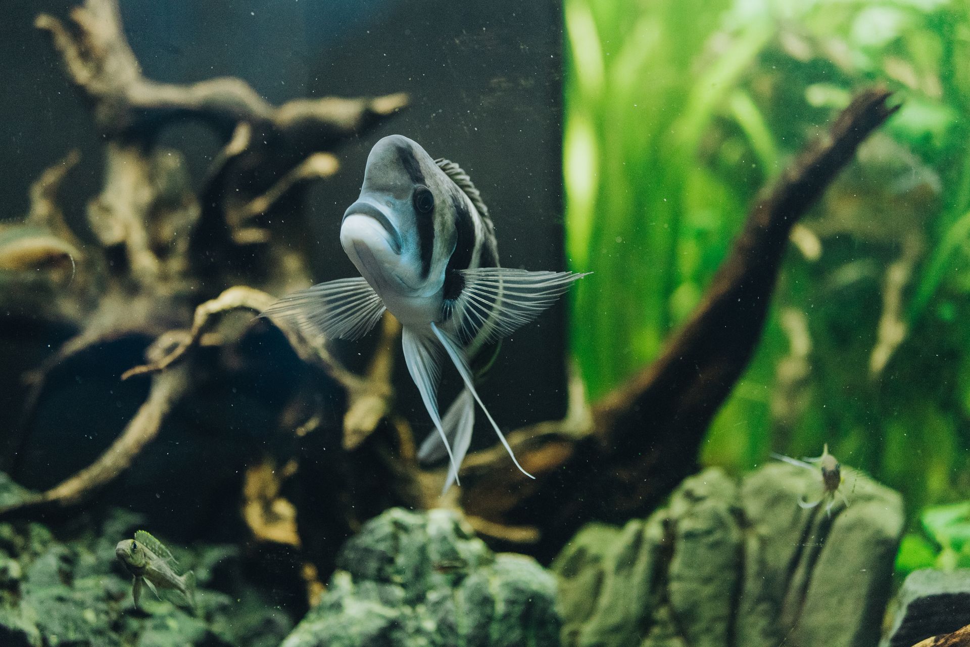 vendita pesci tropicali