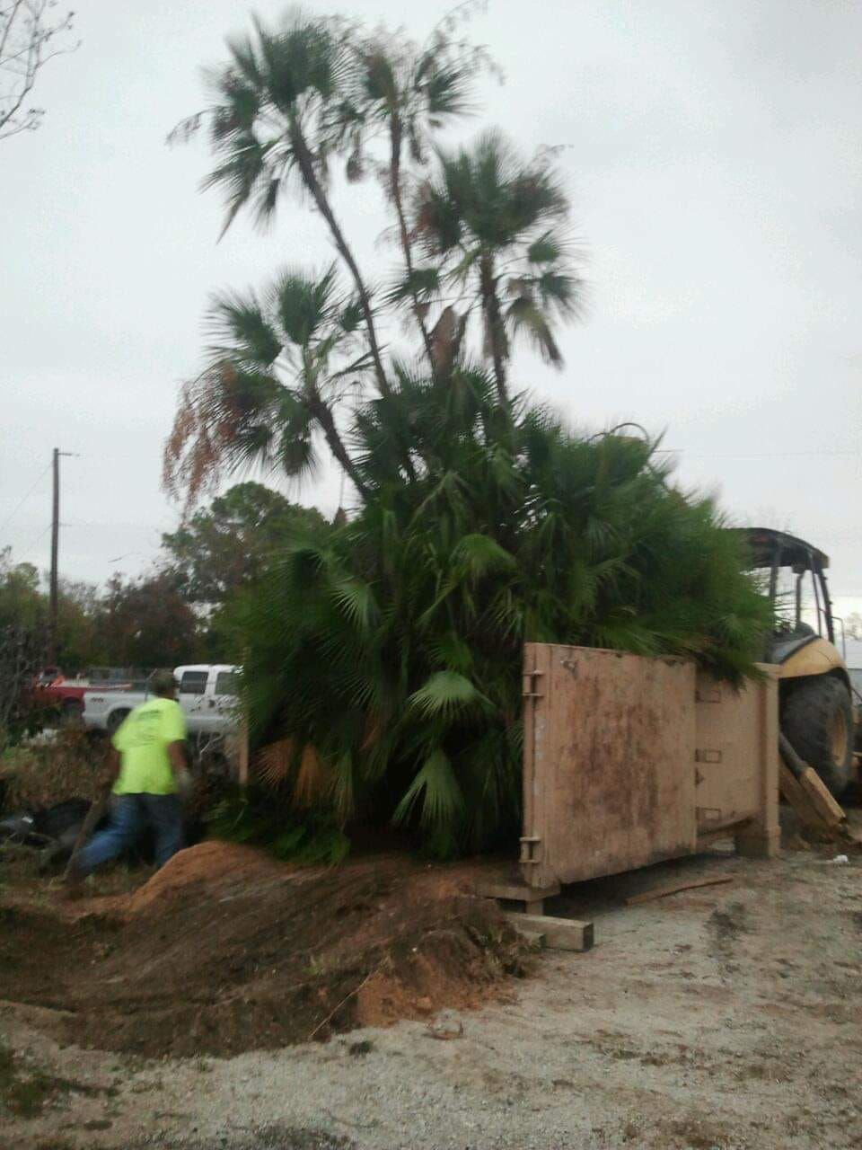 A man in a yellow shirt is standing next to a large palm tree