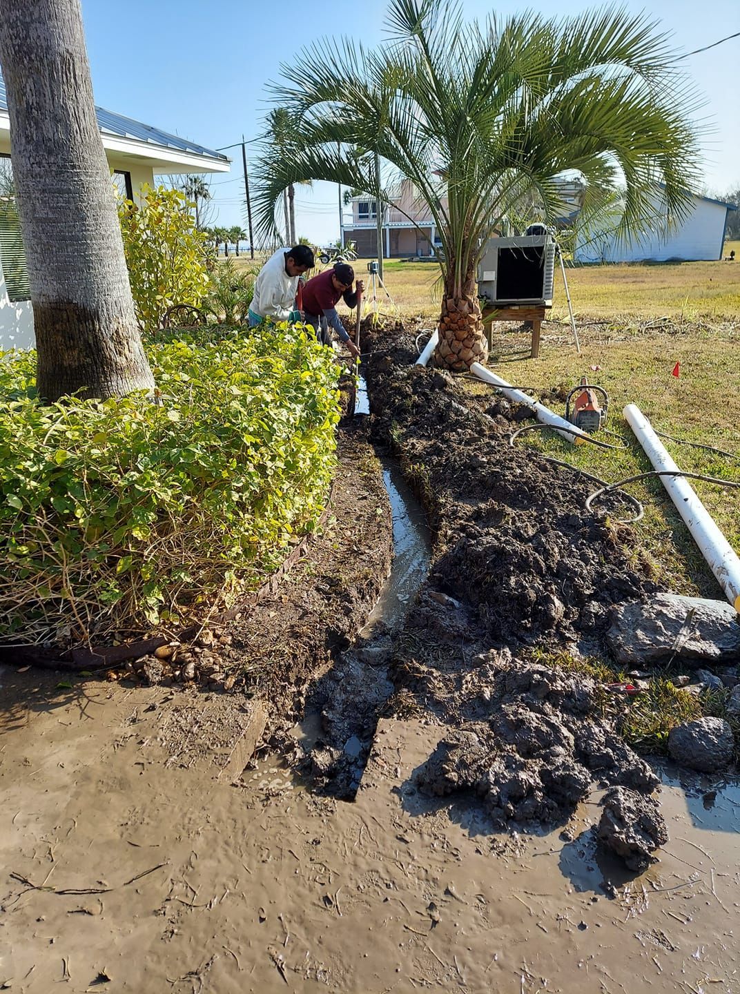 A man is working on a drain in a yard next to a palm tree.