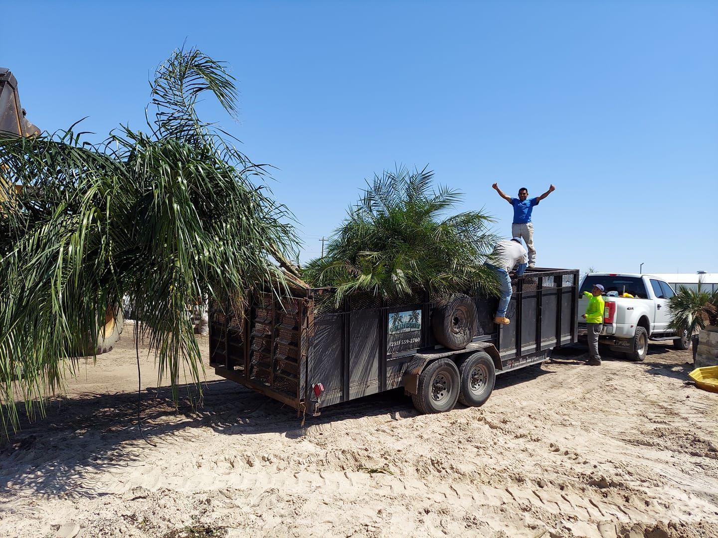 A man is standing on top of a trailer filled with trees.