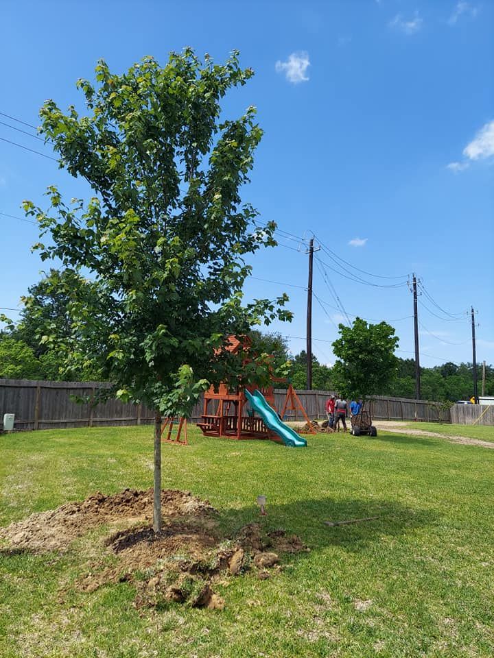 A tree is growing in a yard next to a playground.