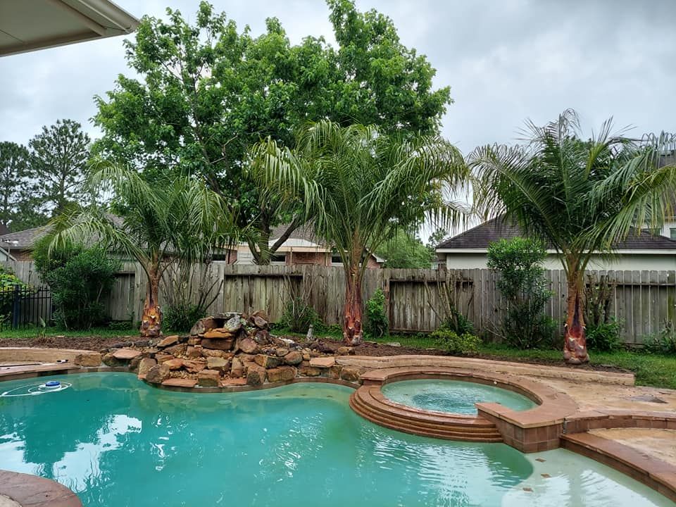 A large swimming pool surrounded by palm trees in a backyard.