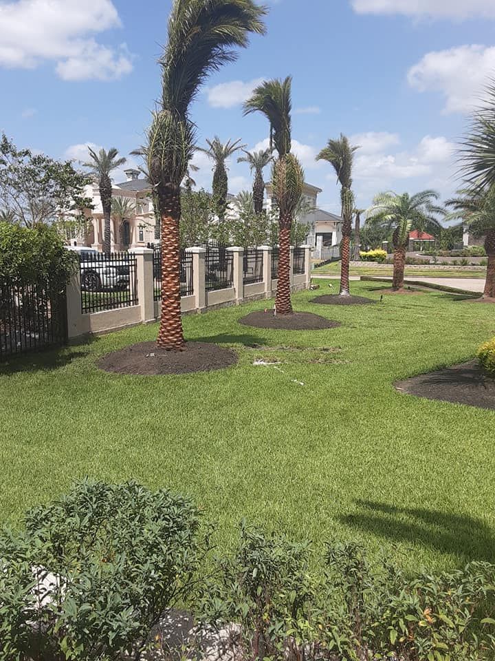 A row of palm trees in a lush green yard