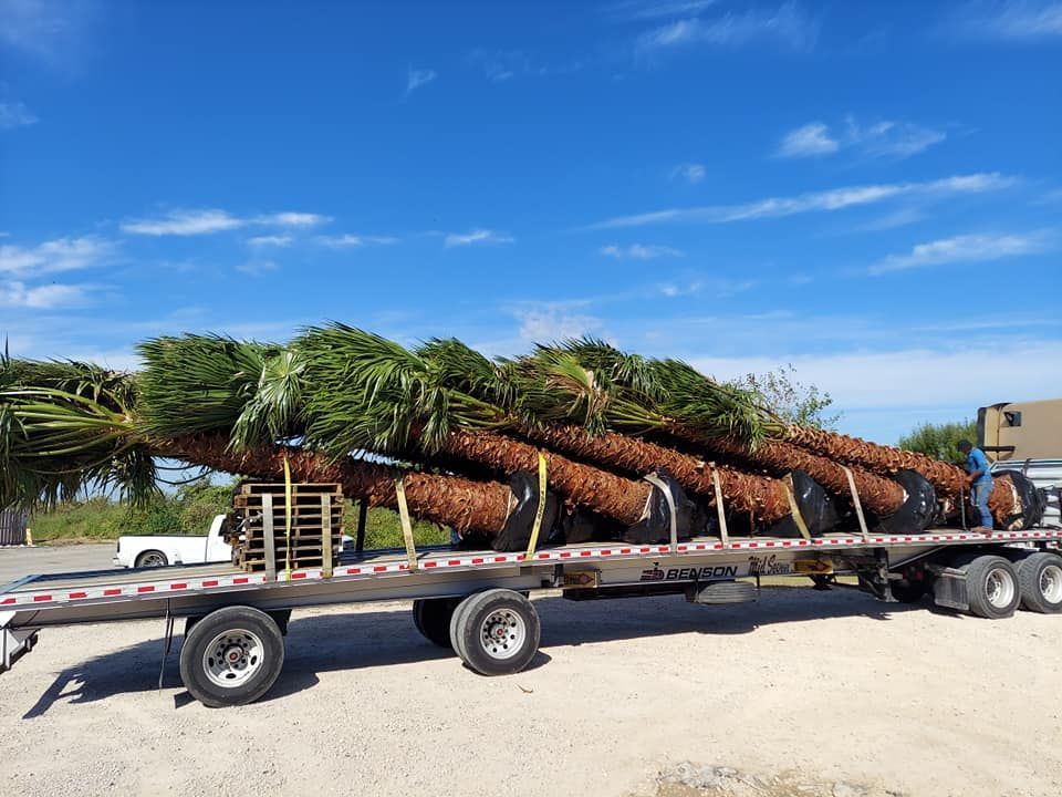 A truck is carrying a stack of palm trees on a flatbed trailer.
