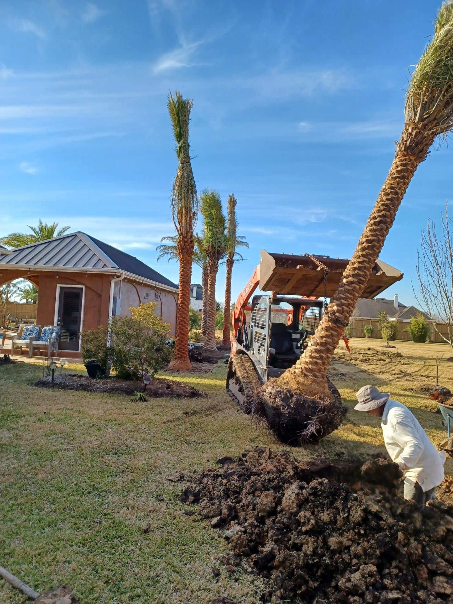 A man is planting a palm tree in a yard.