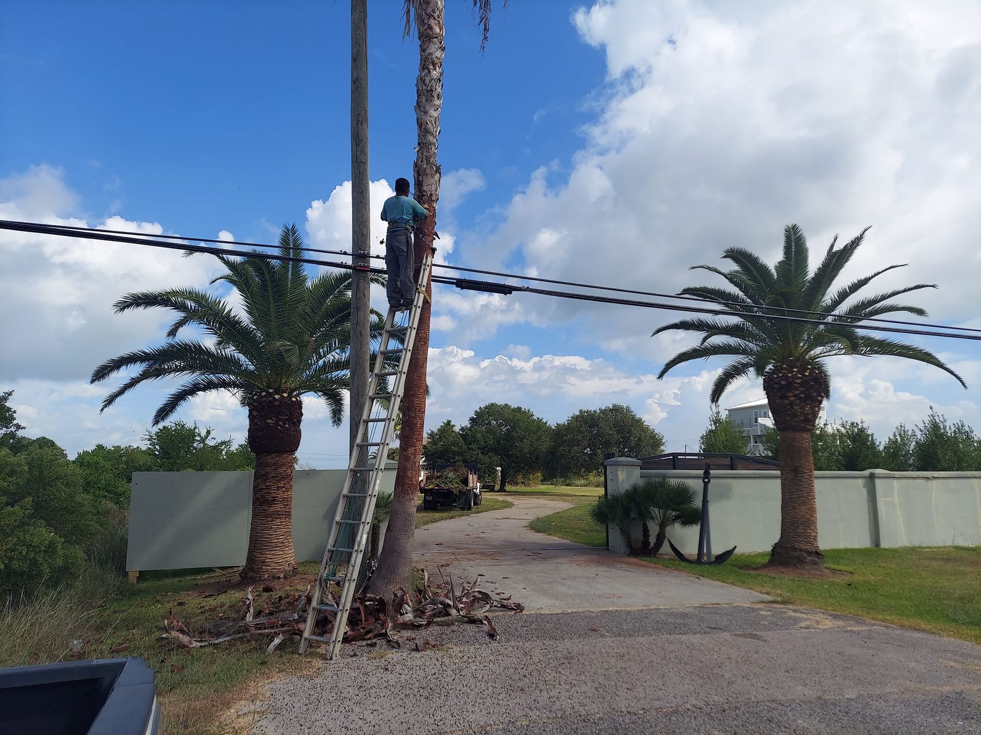 A man on a ladder is climbing a palm tree