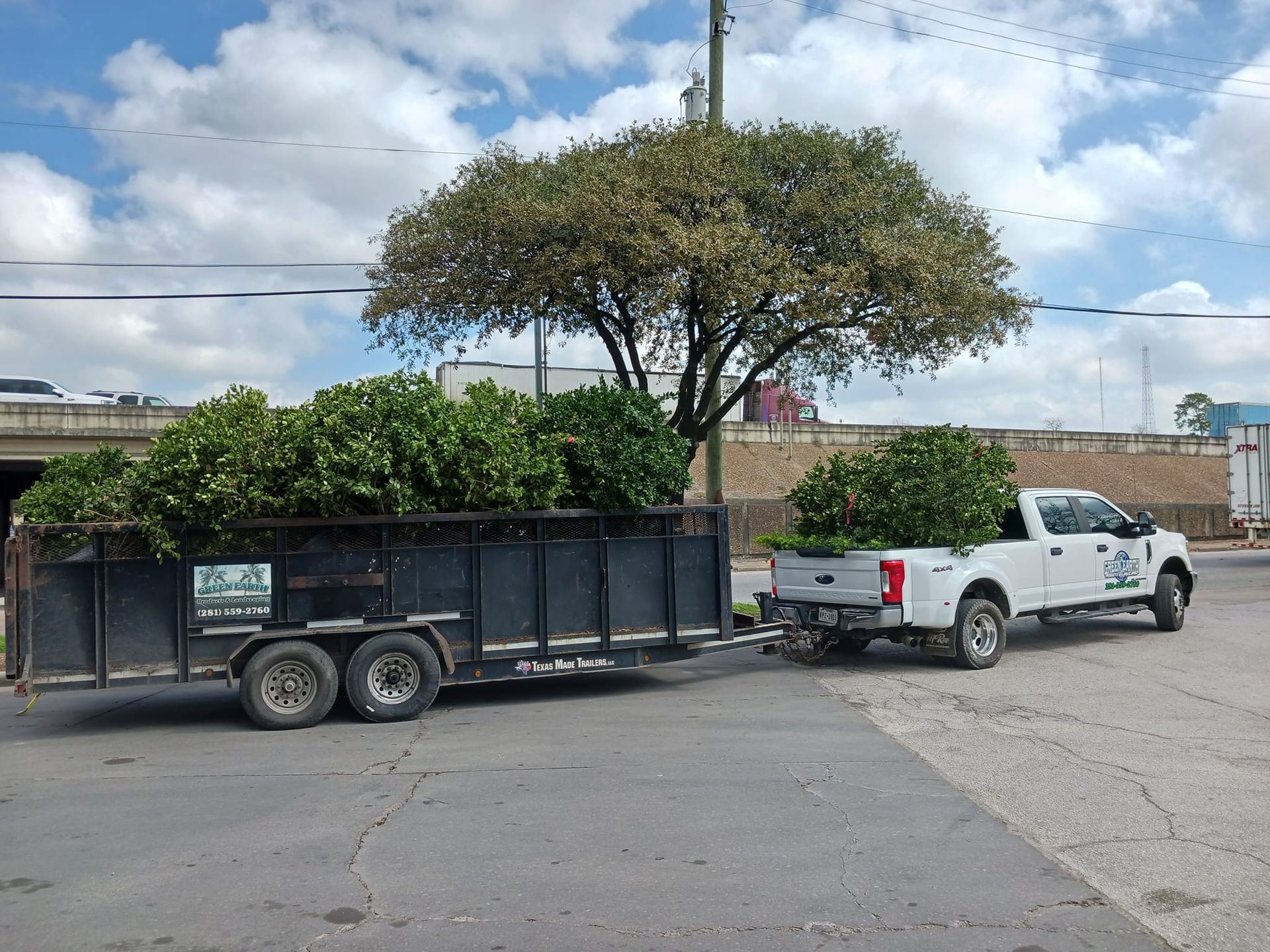 A white truck is pulling a trailer full of trees.