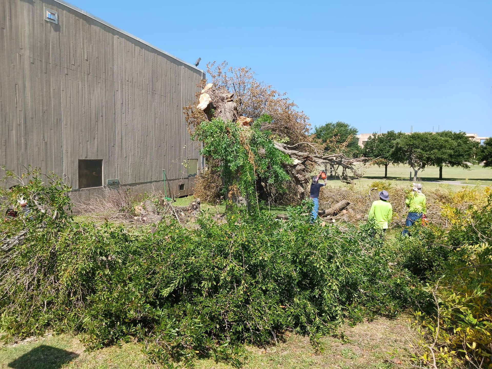 A group of people are standing in front of a large tree.