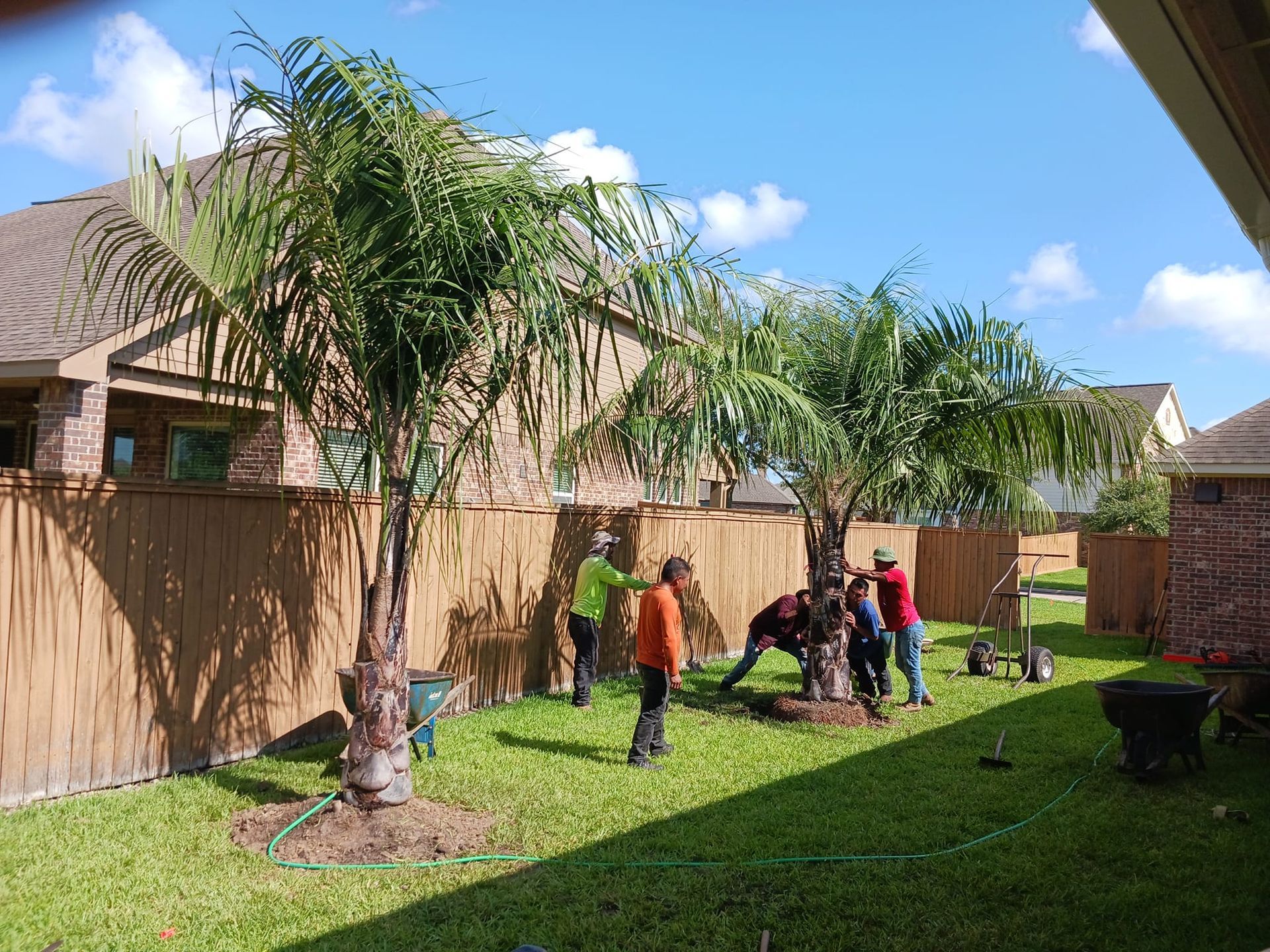 A group of people are planting a palm tree in a backyard.