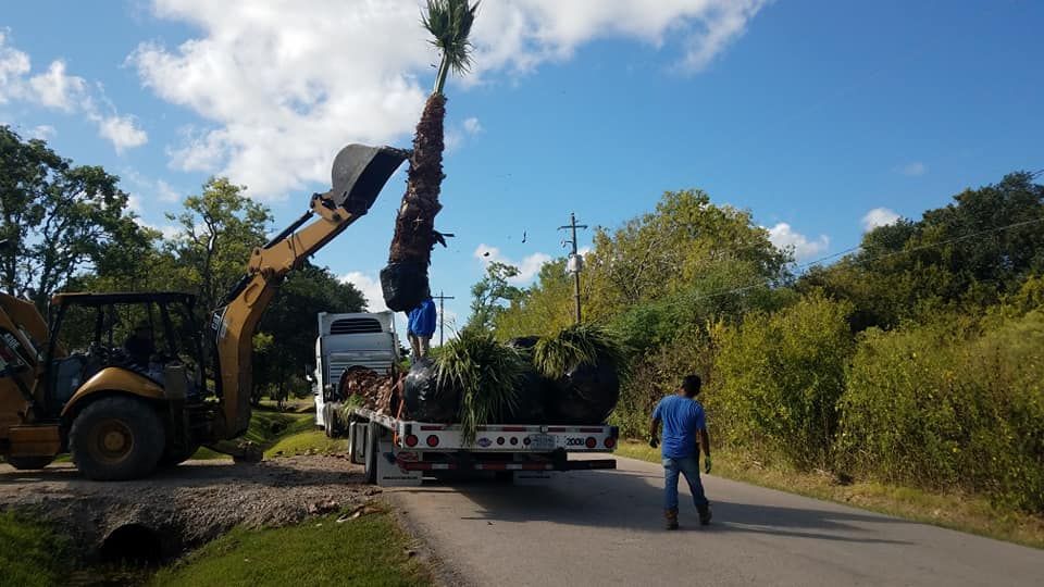 A man is standing next to a truck with a large tree on it.