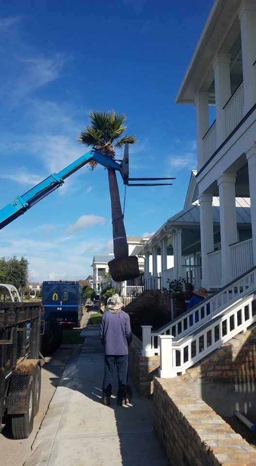 A crane is lifting a palm tree into a house.
