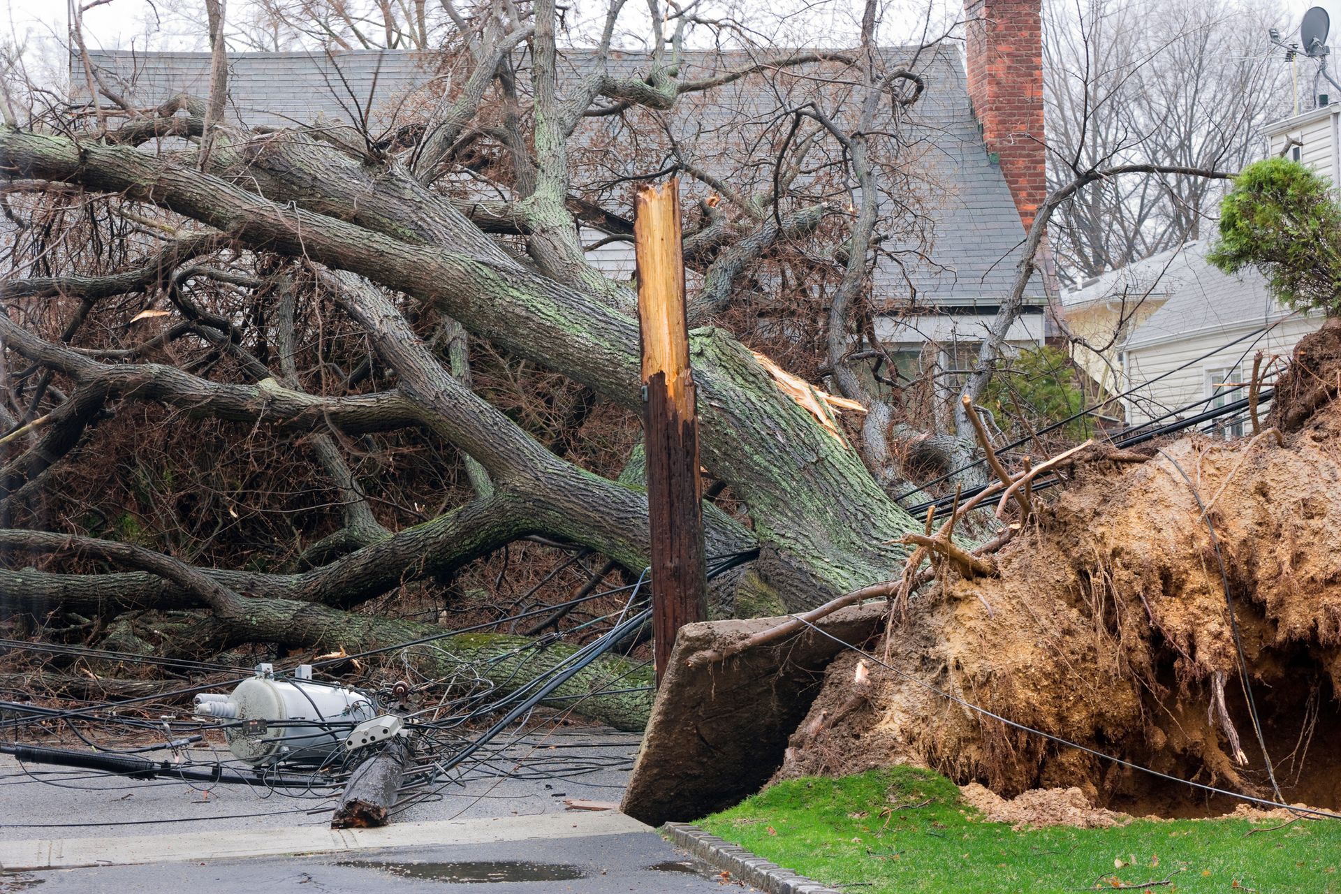 A large tree has fallen on the side of a road in front of a house.