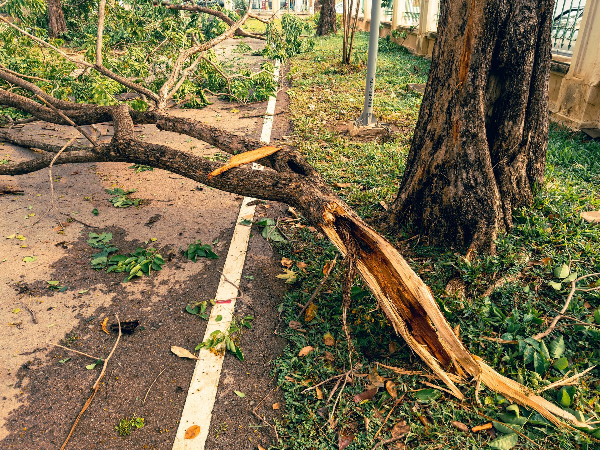 A tree that has fallen on the side of the road.