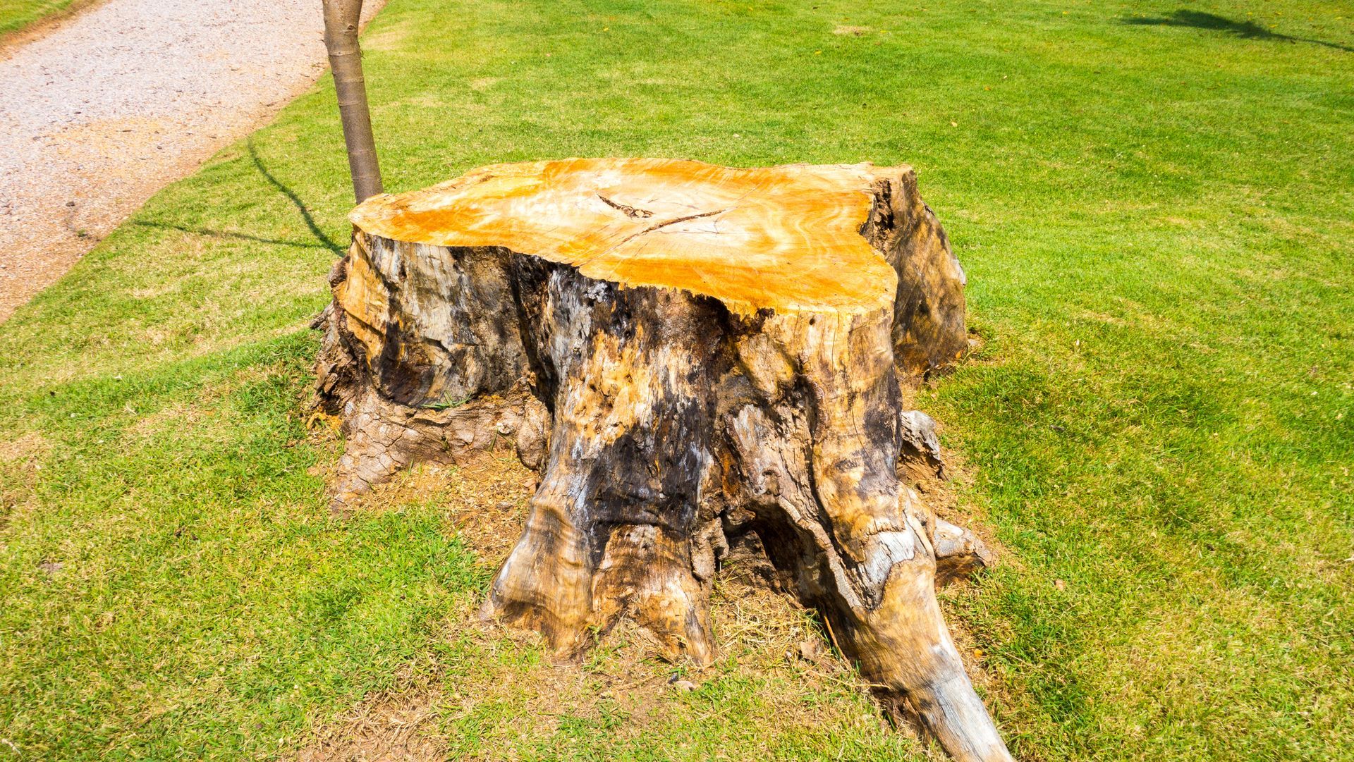 A large tree stump is sitting on top of a lush green field.