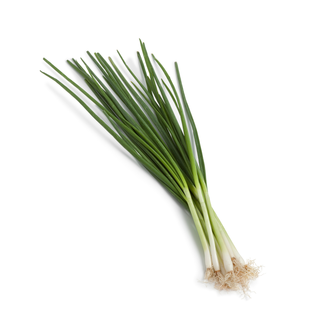 Ein Bund Frühlingszwiebeln mit weißen Wurzeln liegt auf weißem Hintergrund.