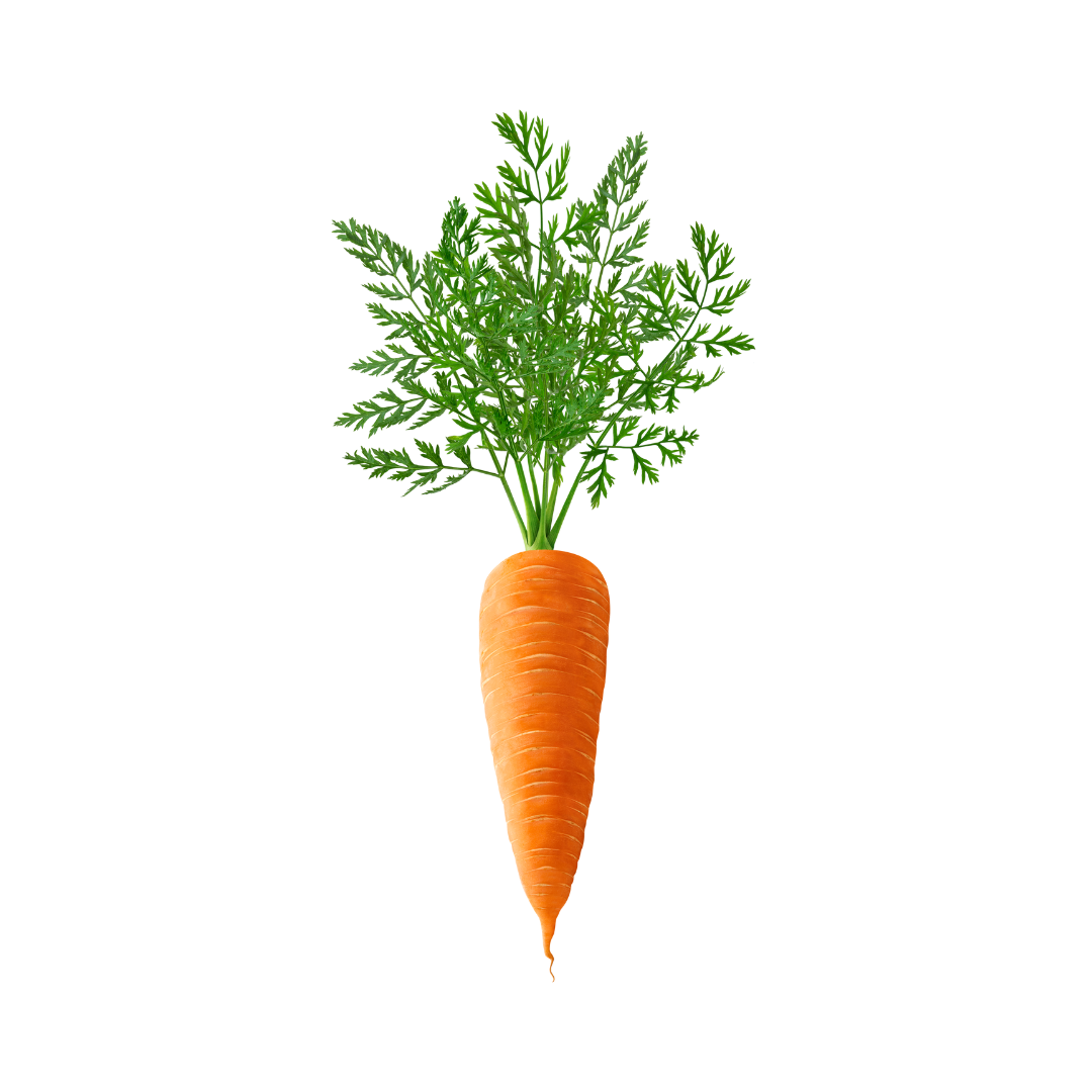 Orangefarbene Karotte mit grünem Blattwerk, isoliert auf weißem Hintergrund.