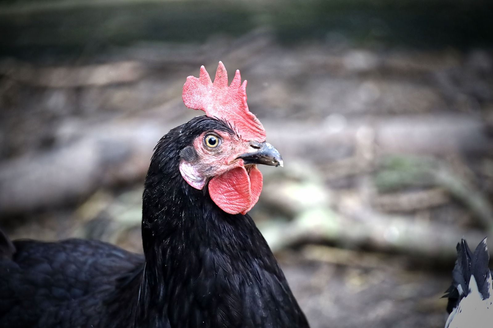 Schwarze Henne mit rotem Kamm und Kehllappen, im Freien.
