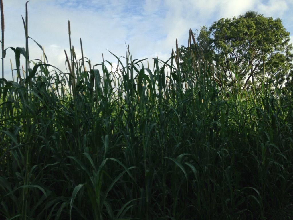 champ de mil à Ndianda