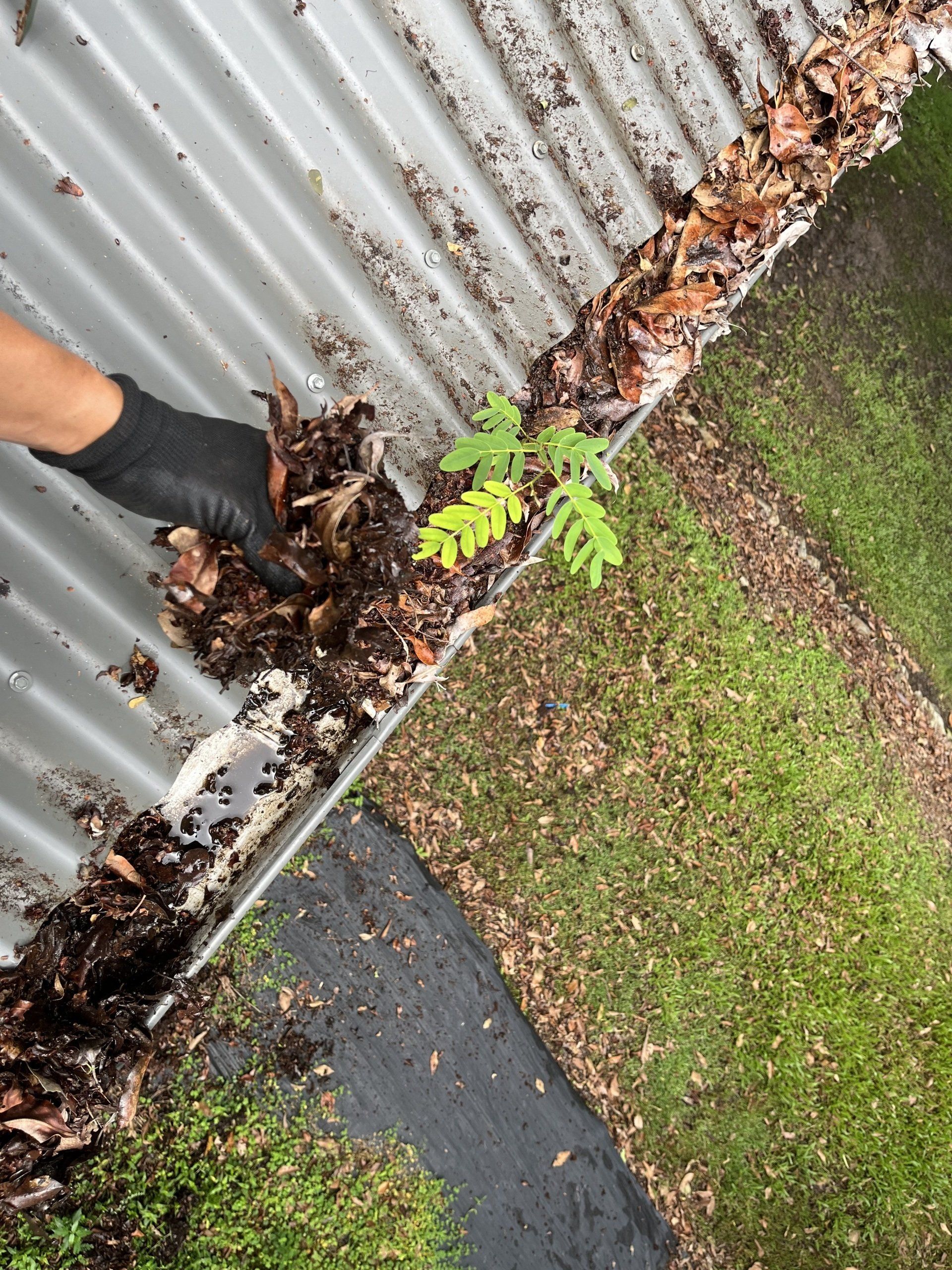 Roof And Gutter Being Cleaned by a Worker — Jackson’s Window Cleaning in Nerang, QLD