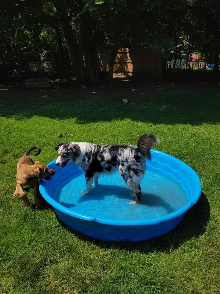 Ocala Dog Park Boarding Daycare