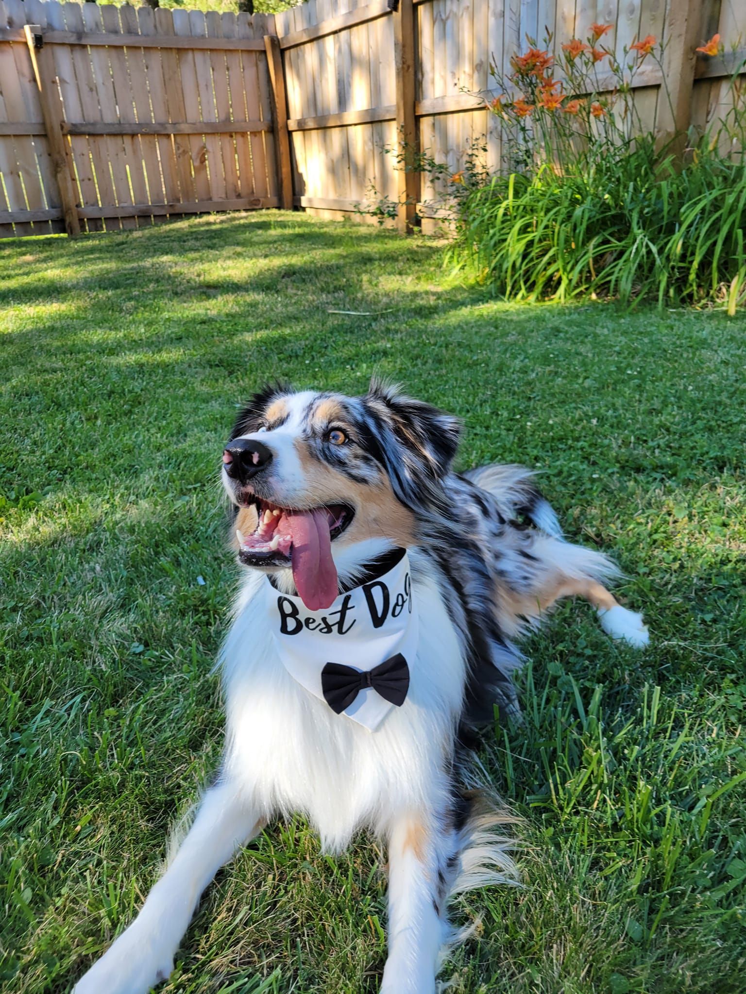 Ocala Dog Park Boarding Daycare