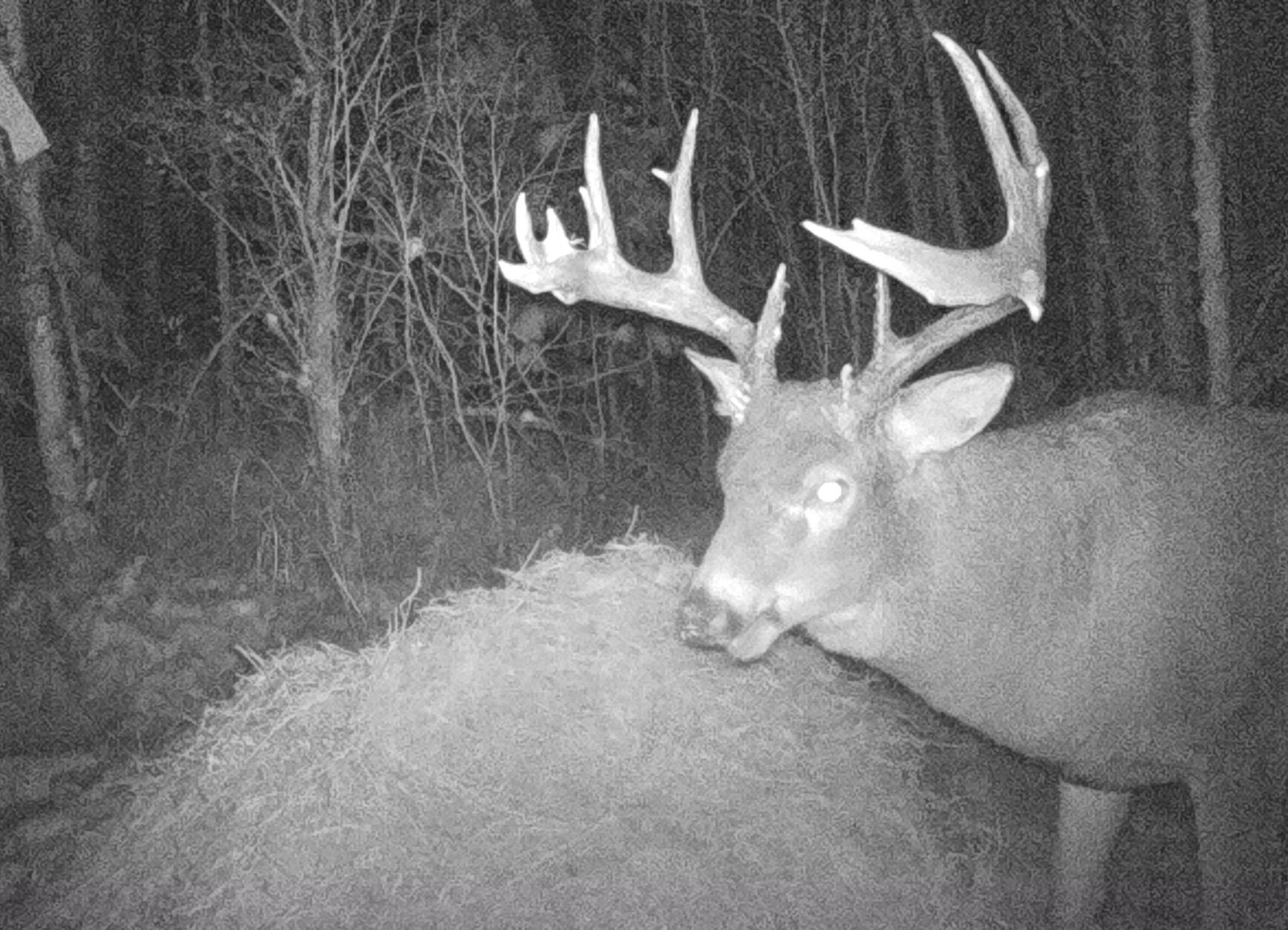 whitetail deer hunts