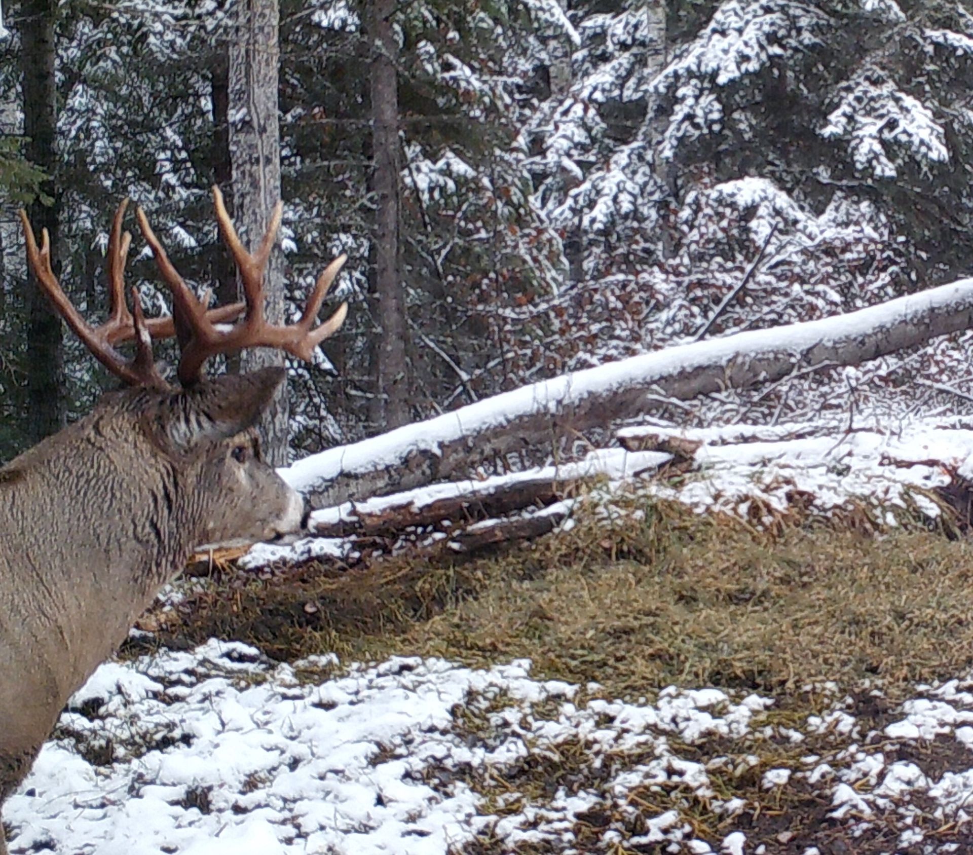 A deer standing in a snowy field with trees in the background