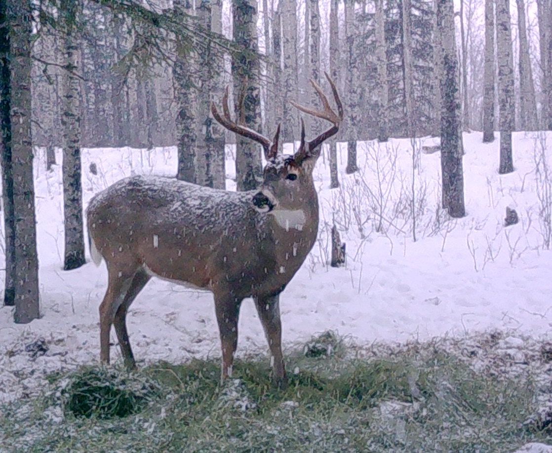 A deer is standing in the snow in the woods.