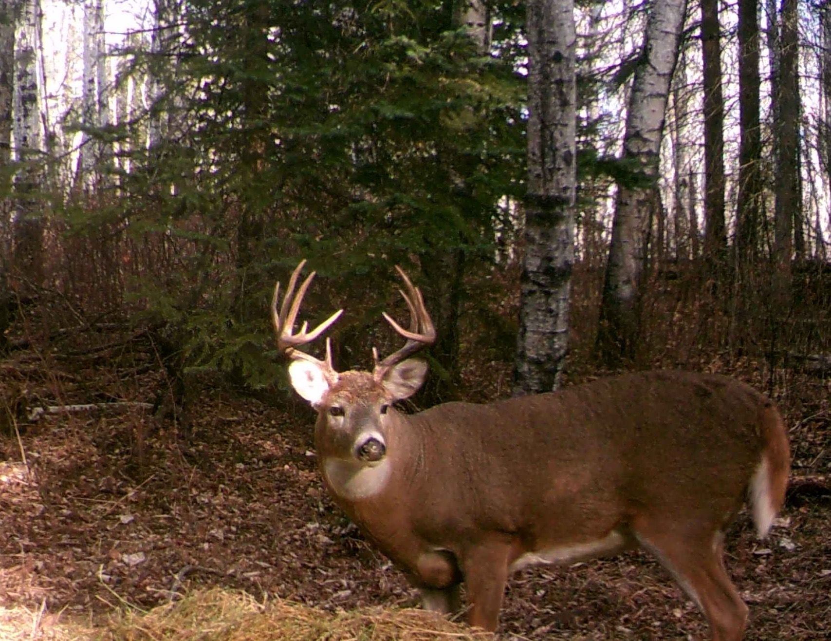 A deer is standing in the middle of a forest.