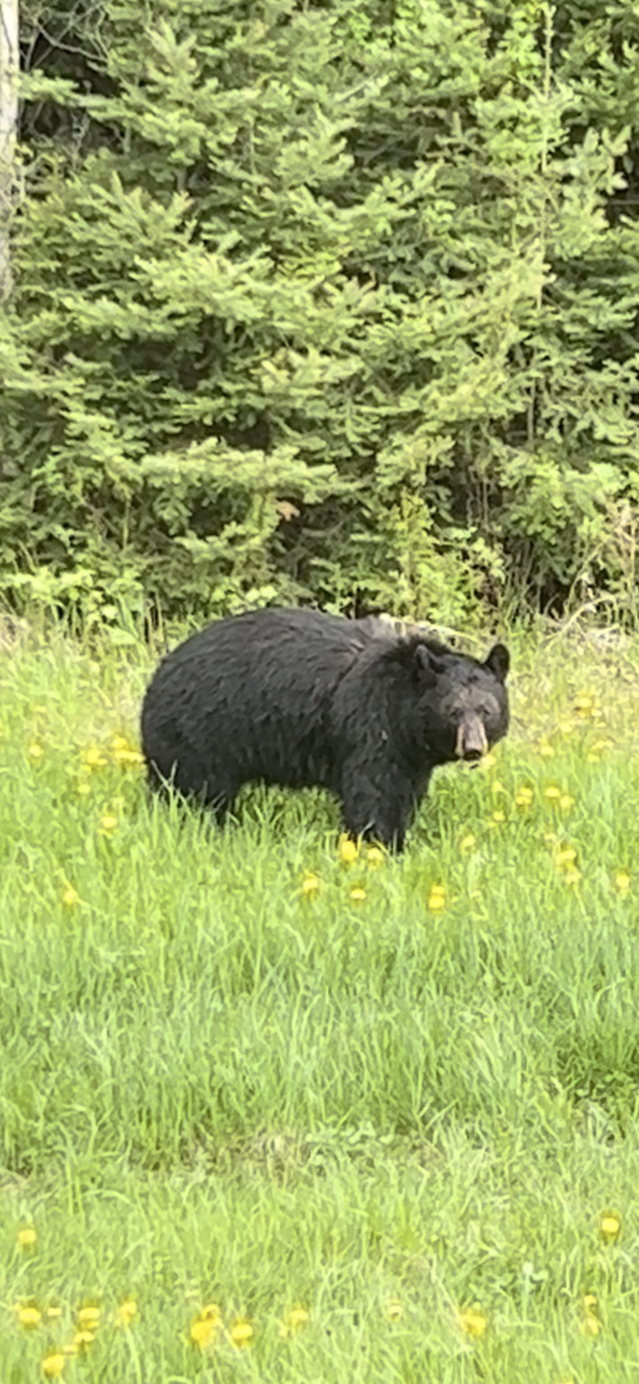 A black bear is walking through a grassy field.