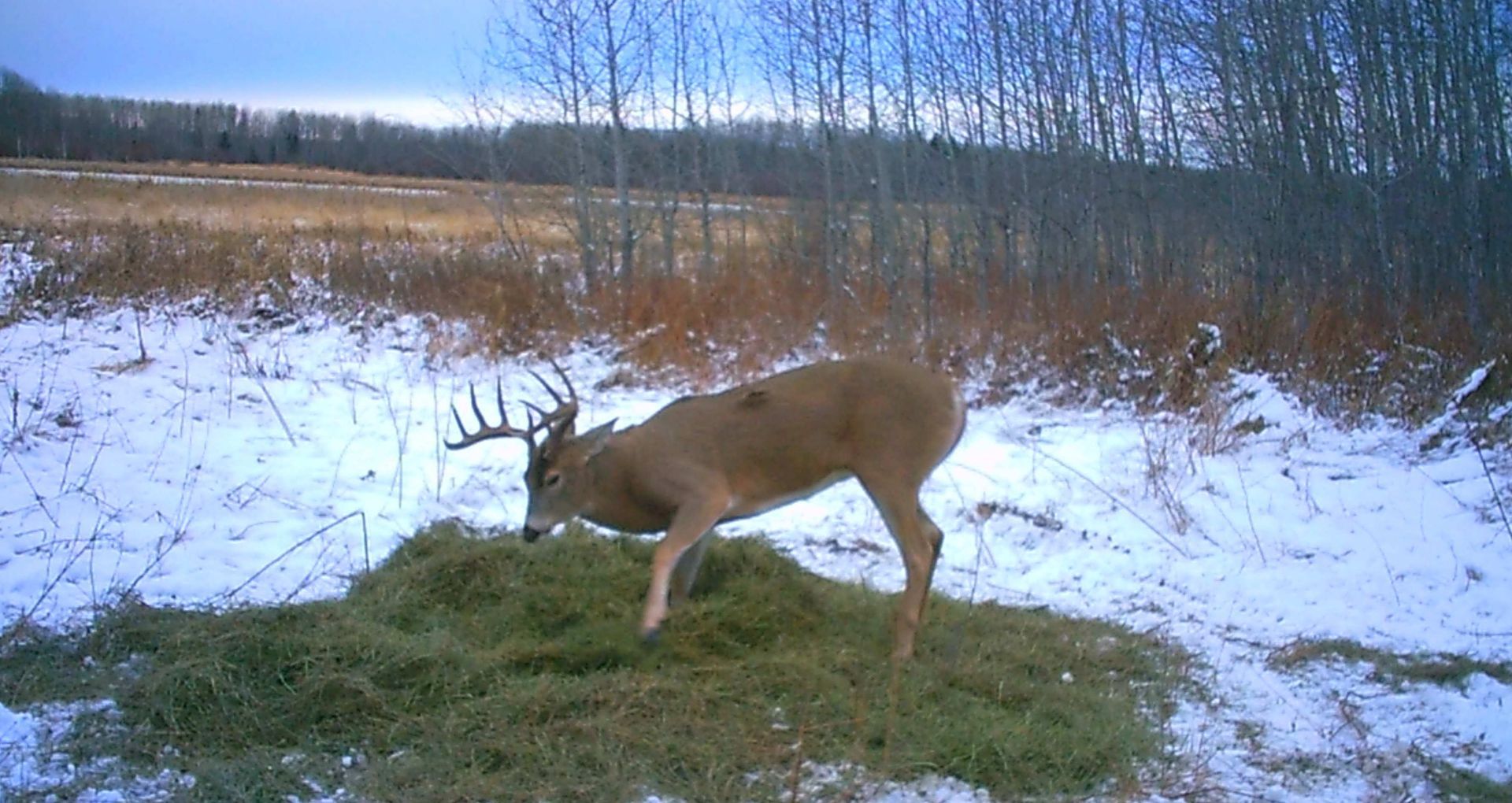 A deer is eating grass in a snowy field.