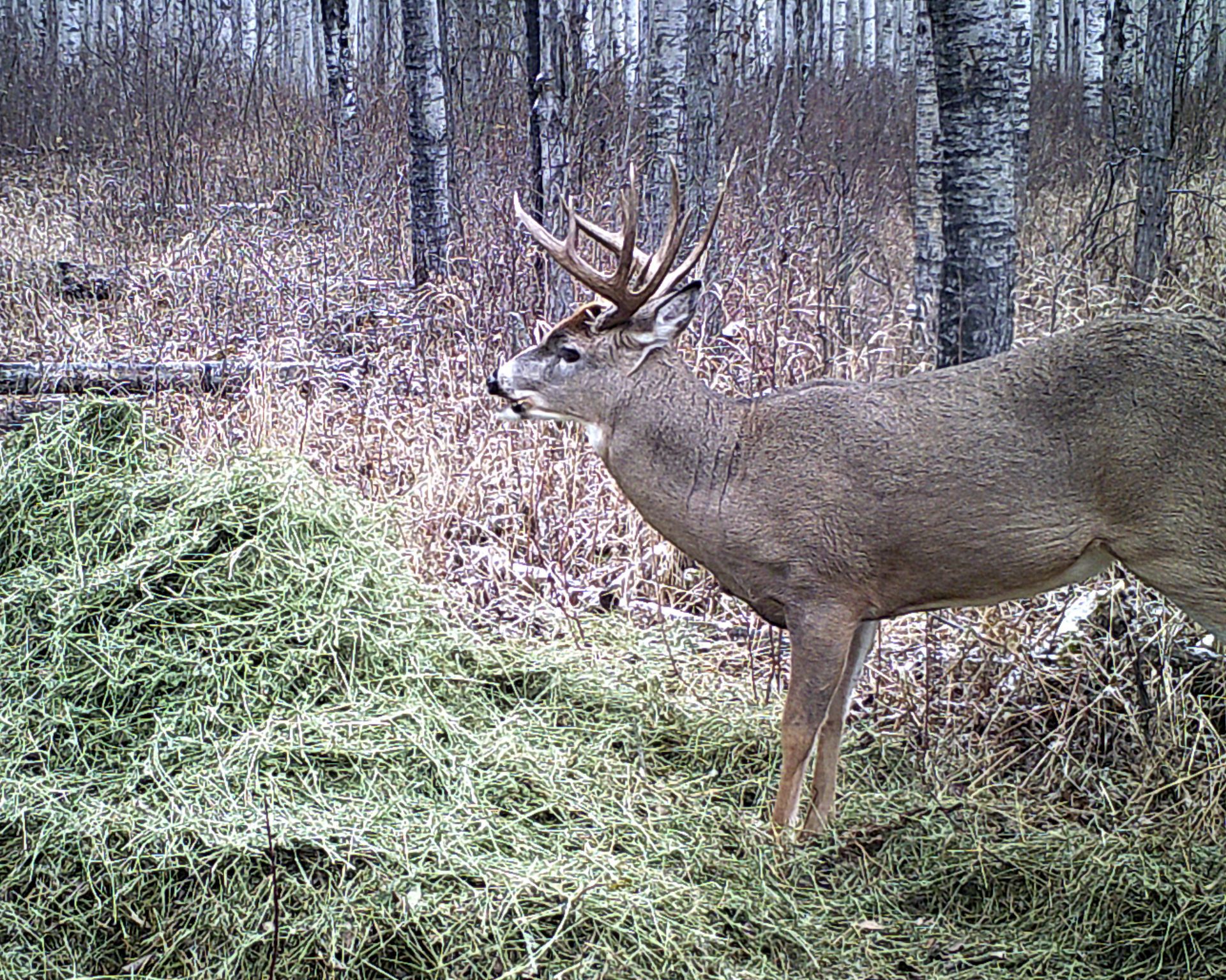 whitetail outfitter Canada