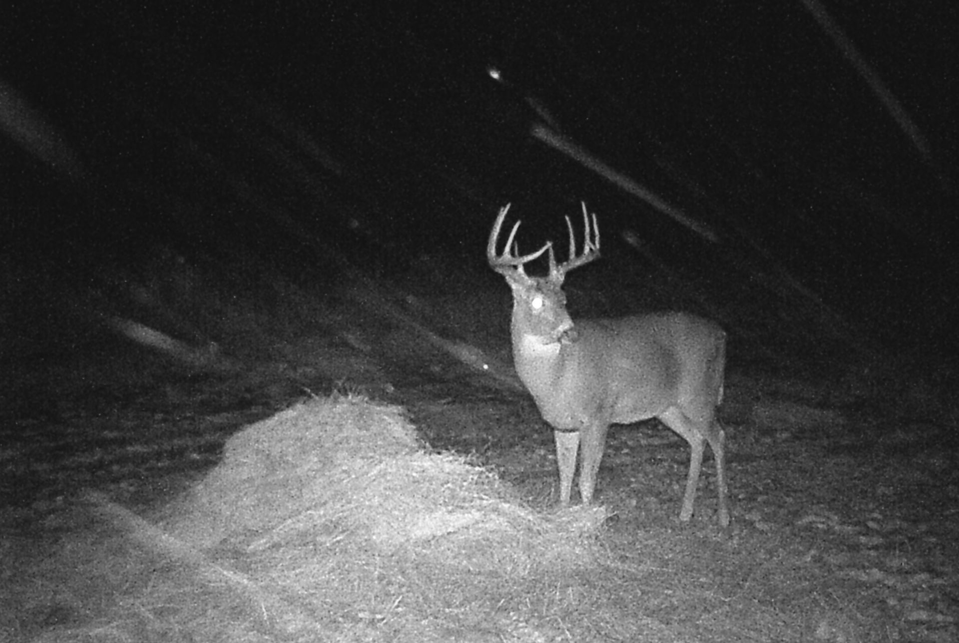 deer hunting guide in Saskatchewan