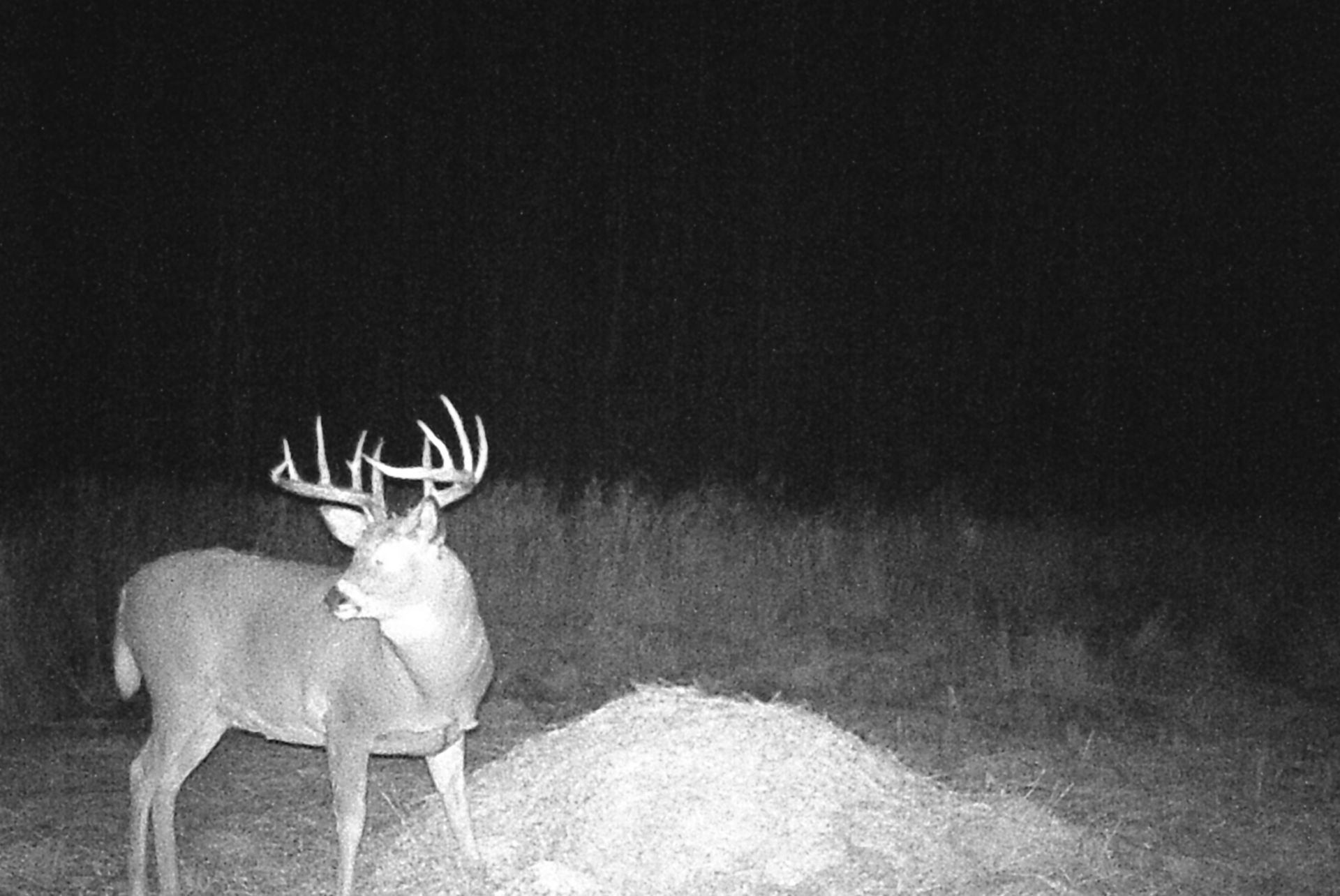 whitetail deer hunts in Canada