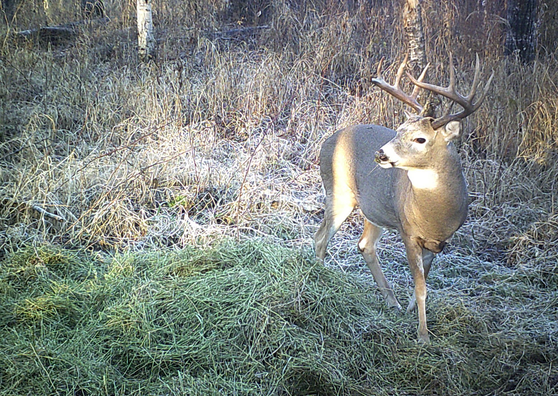 Saskatchewan Deer Hunting Guide