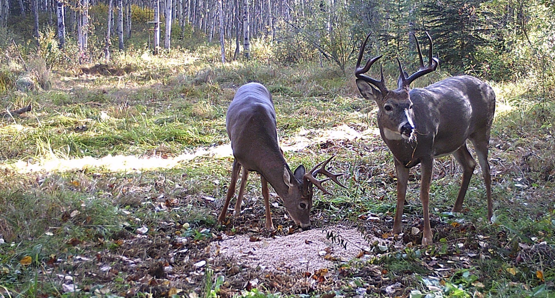 giant deer in Canada