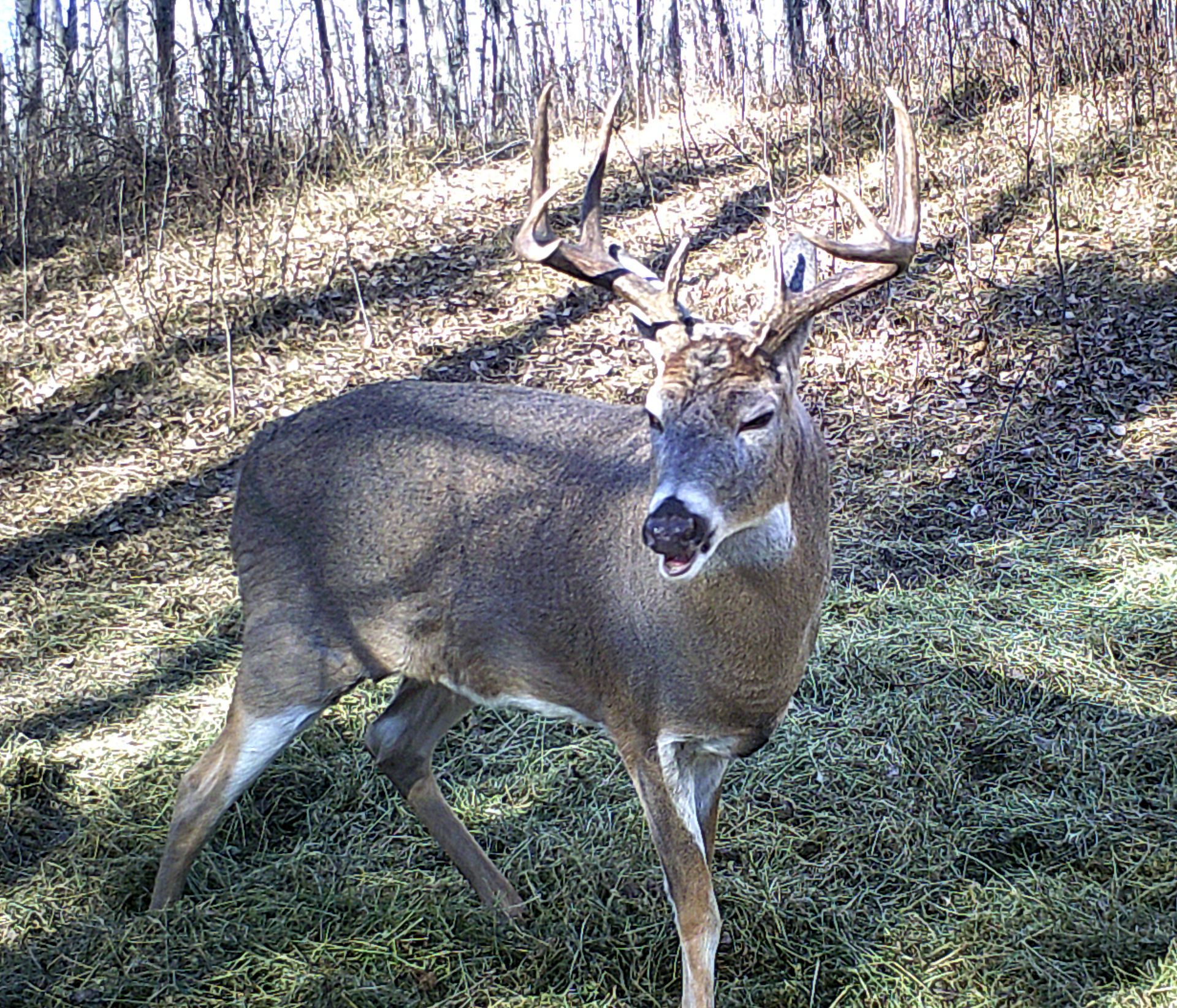 Whitetail Deer Hunting Outfitter in Canada