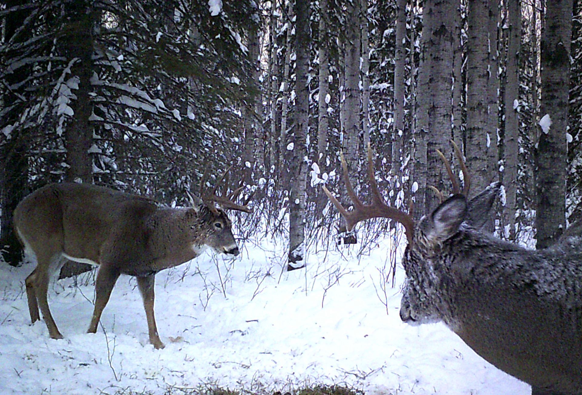 deer hunting outfitter Canada