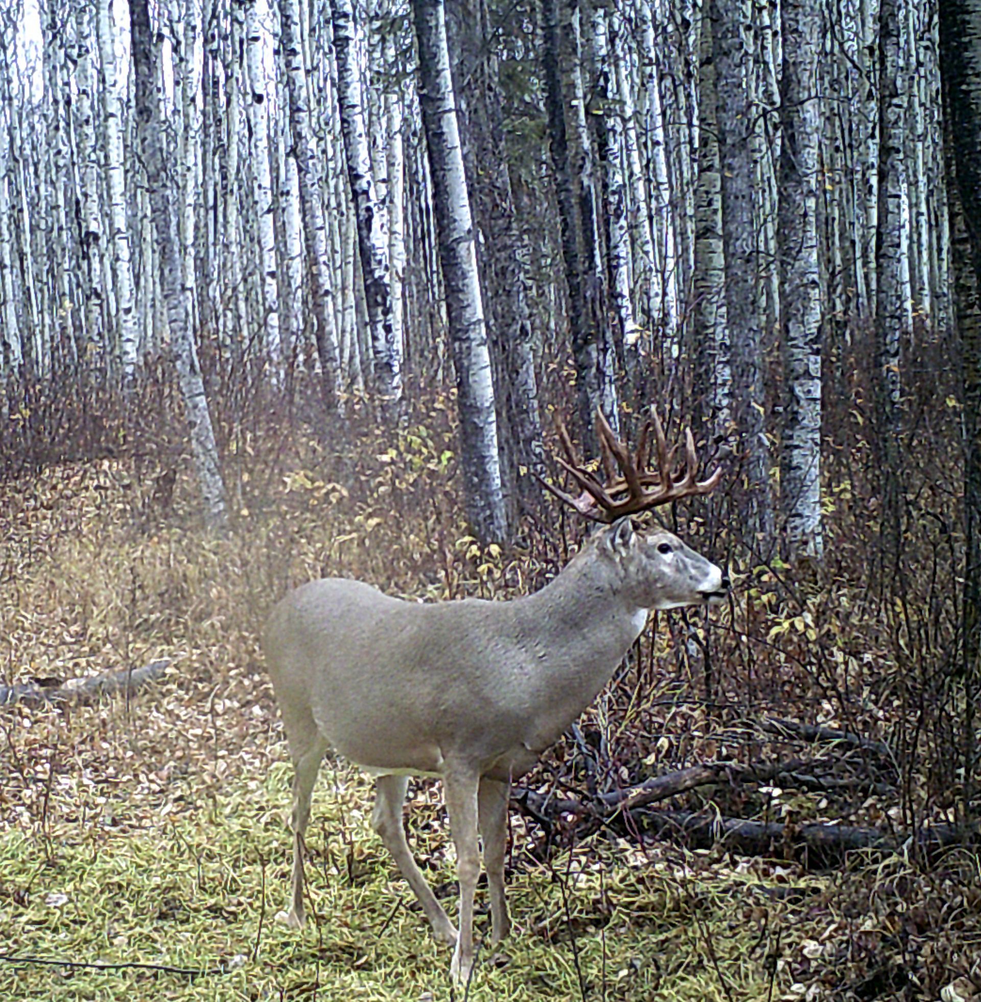 Canada whitetail deer outfitter