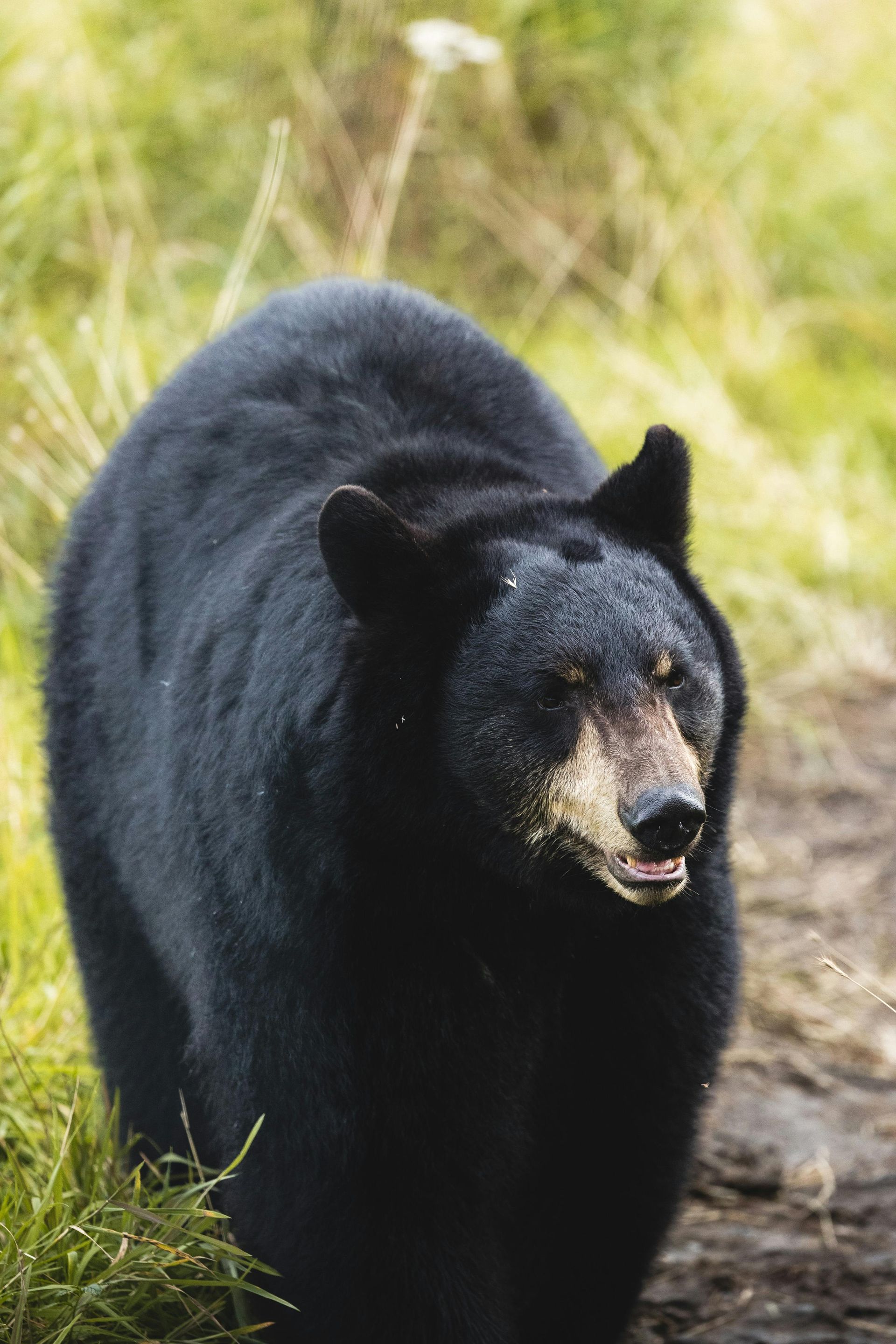 Bear Hunting Outfitter in Canada