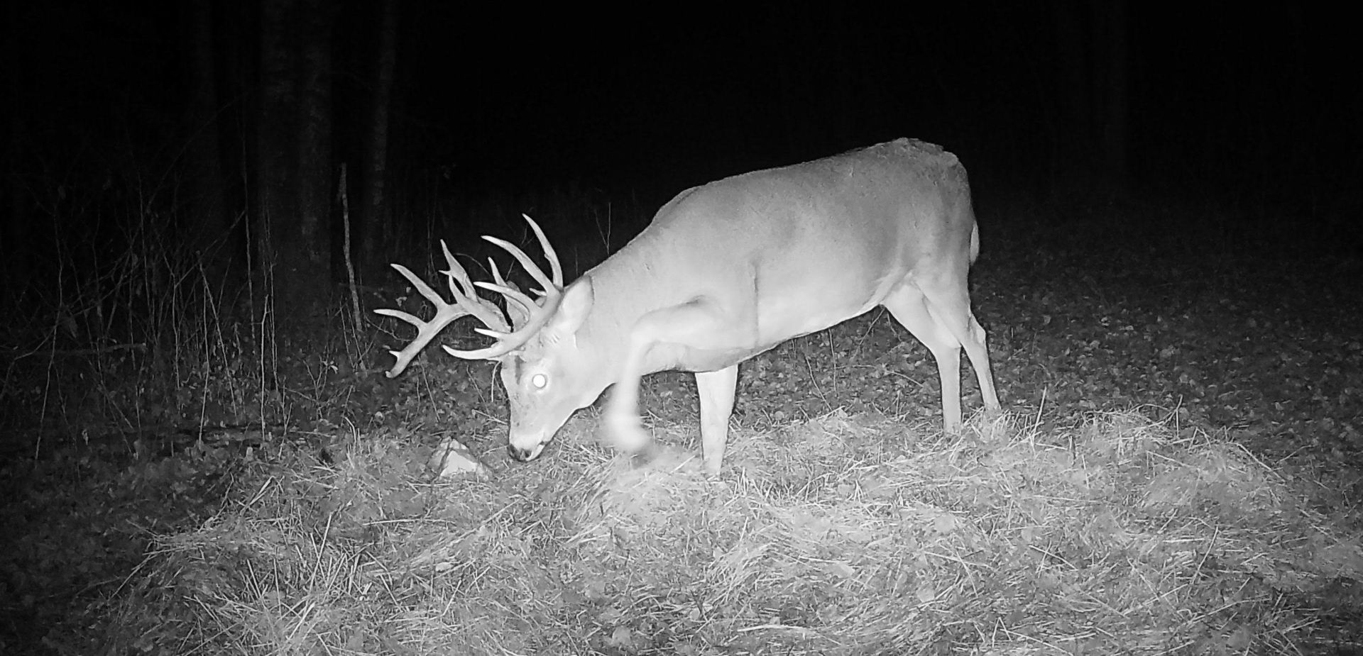 giant whitetail deer in Saskatchewan