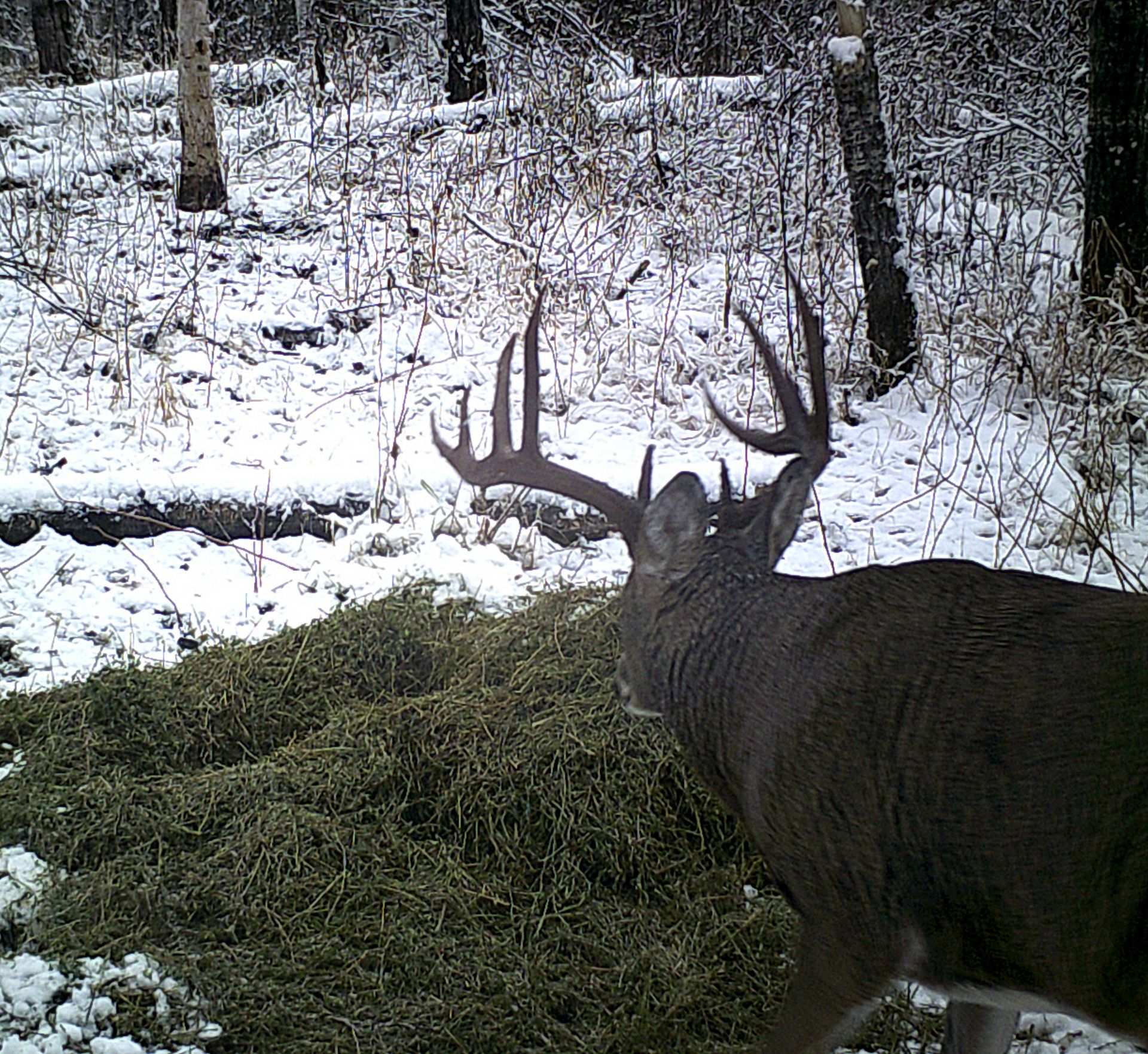 A deer is standing in the snow near a pile of grass