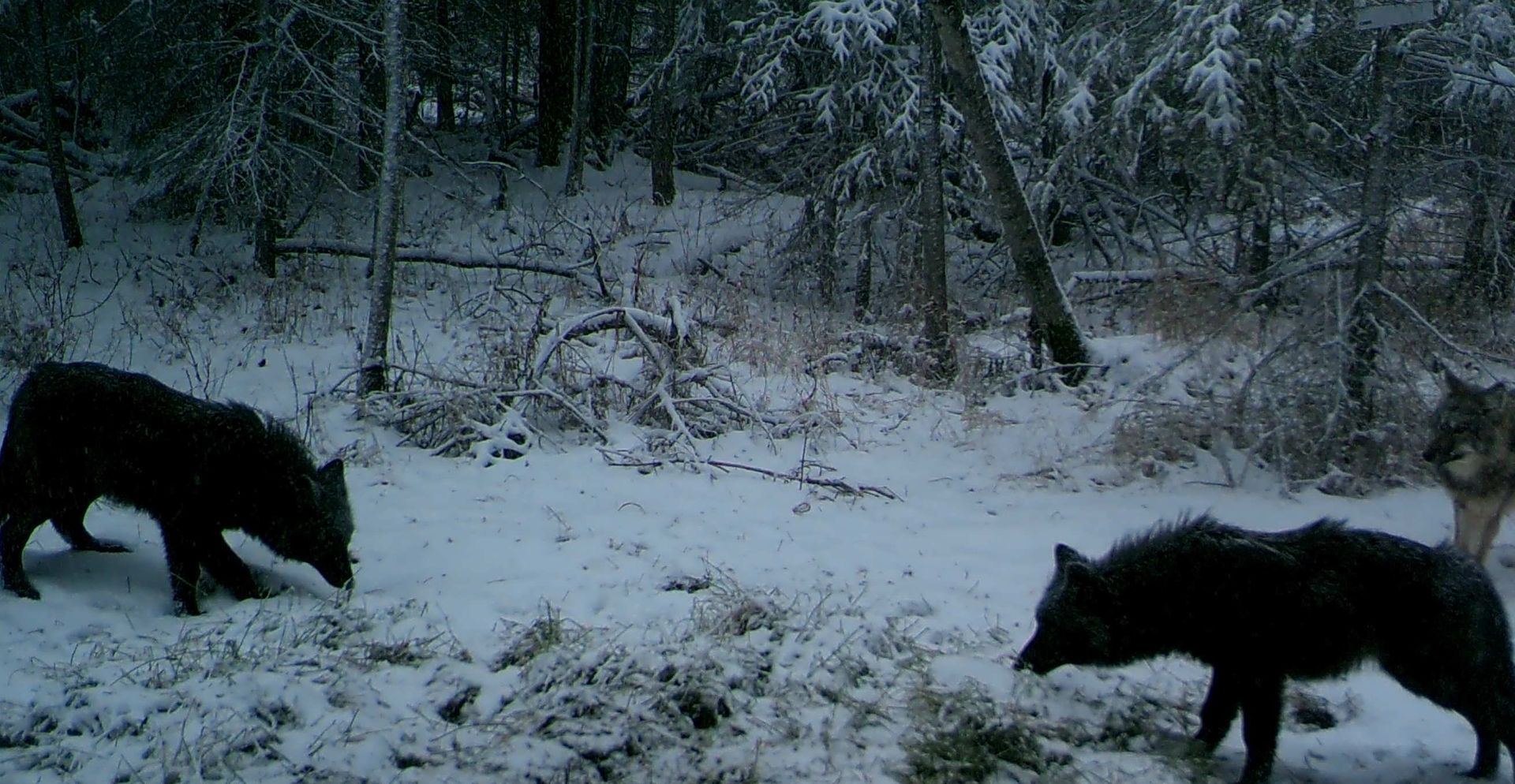 Two wolves are walking in the snow in the woods.