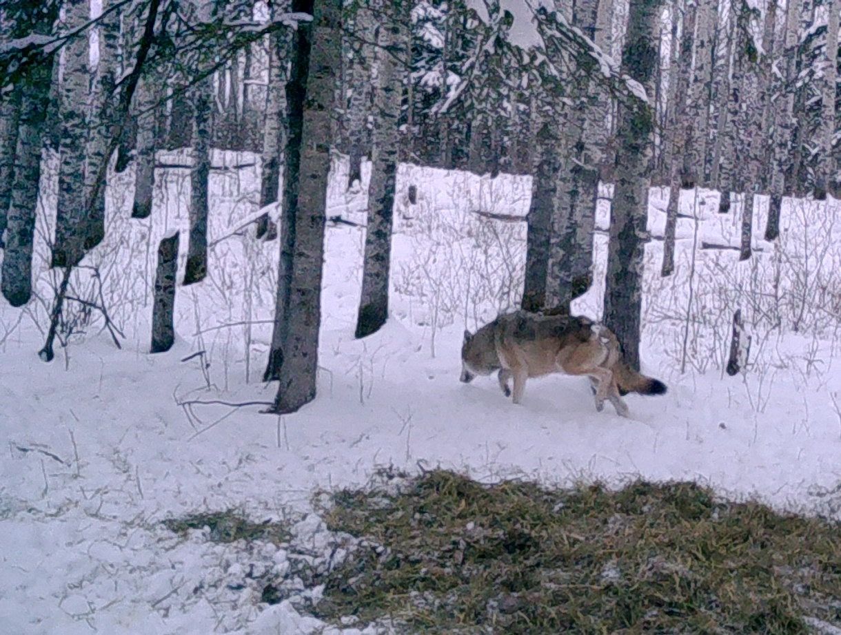 wolf hunts in Canada