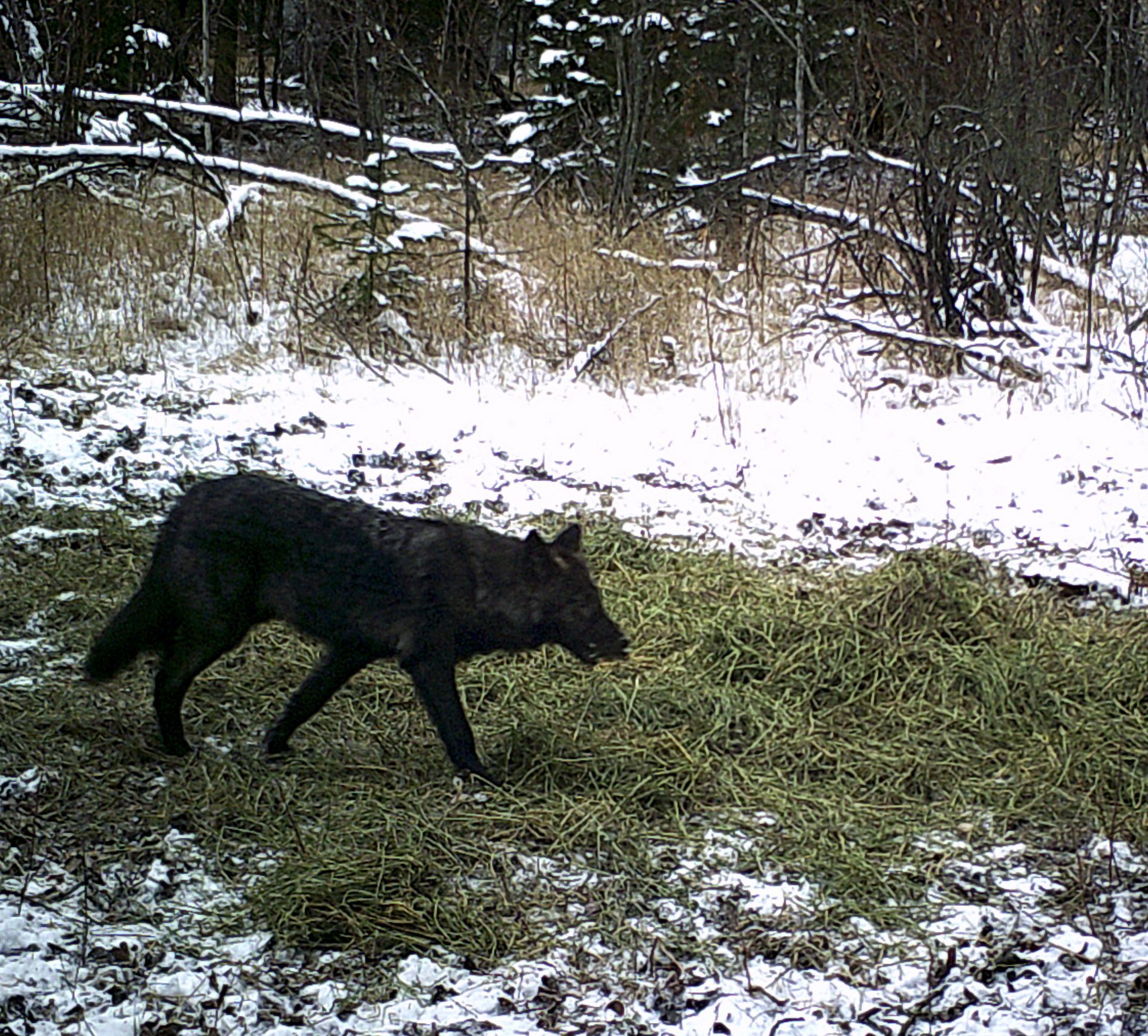 A black wolf is walking through a snowy field.