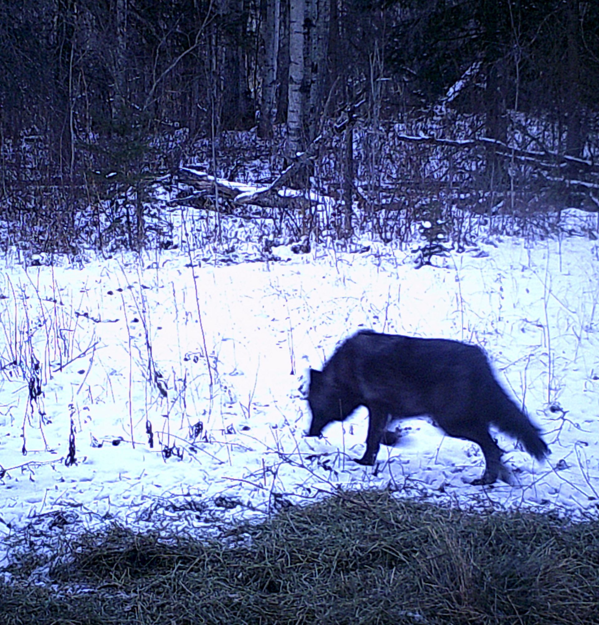 A wolf walking through a snowy field with trees in the background